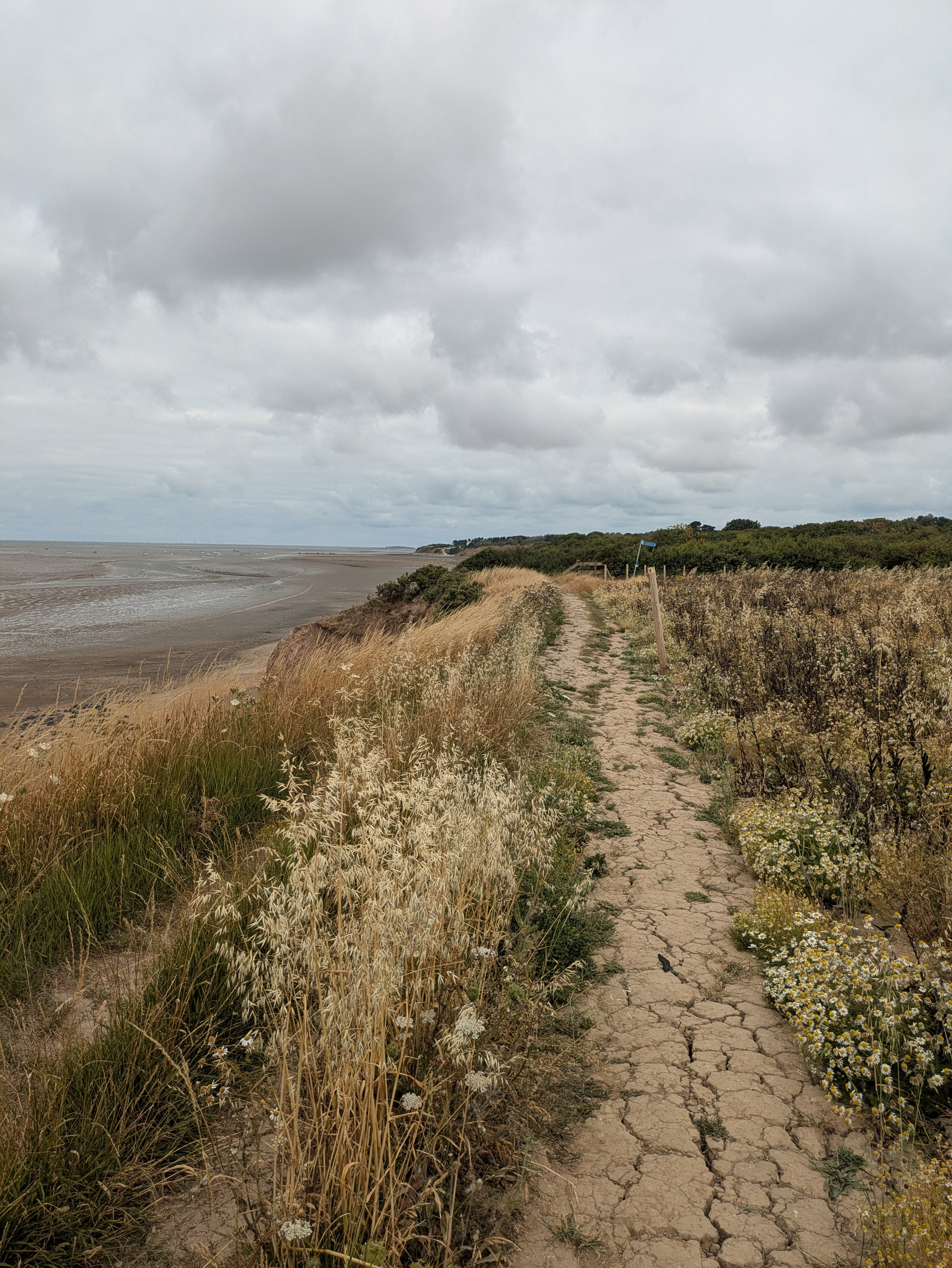 A narrow dirt path winds through tall grasses and wildflowers along a coastline under a cloudy sky.