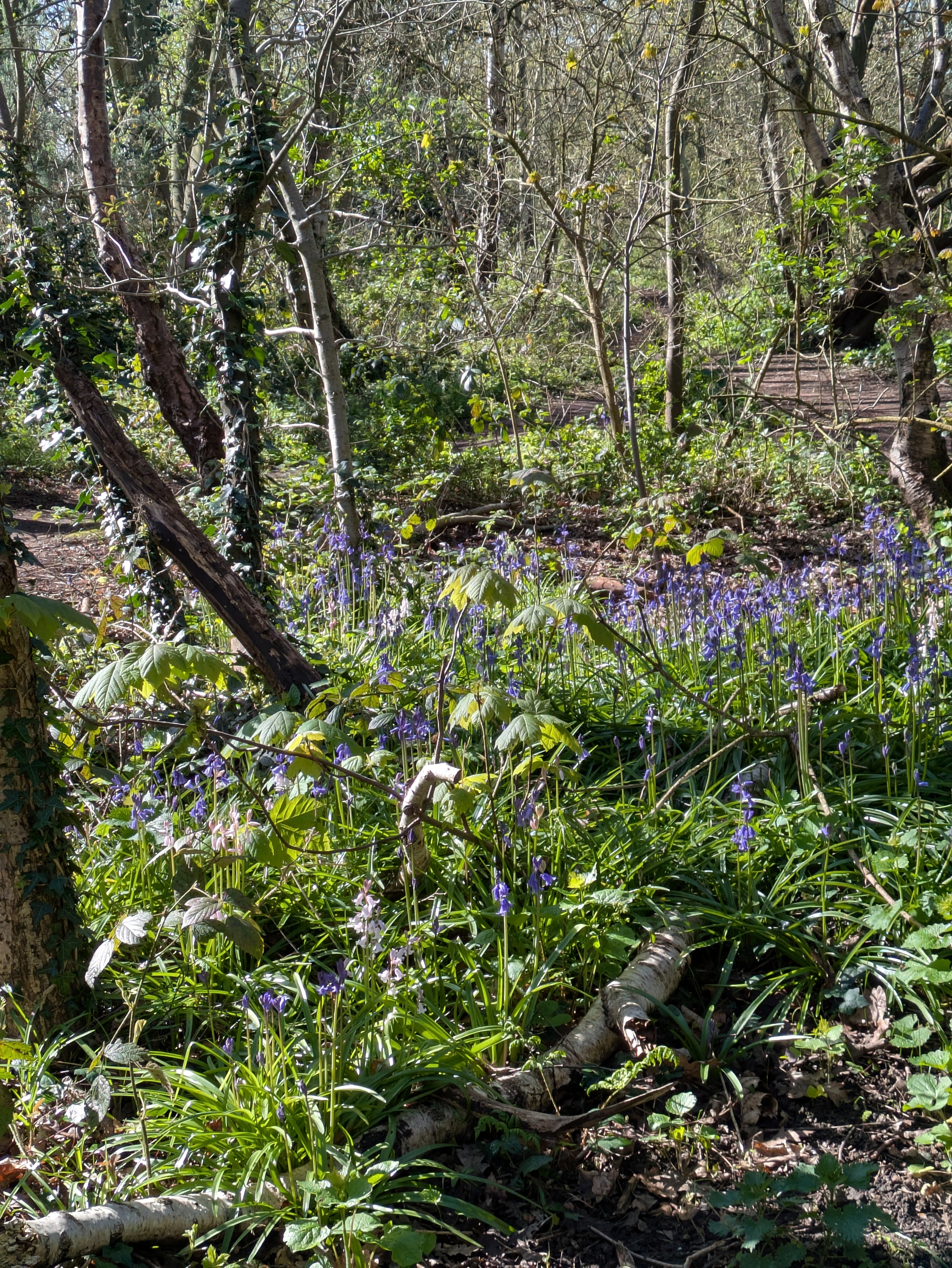 A forest scene with numerous bluebell flowers among trees and foliage.