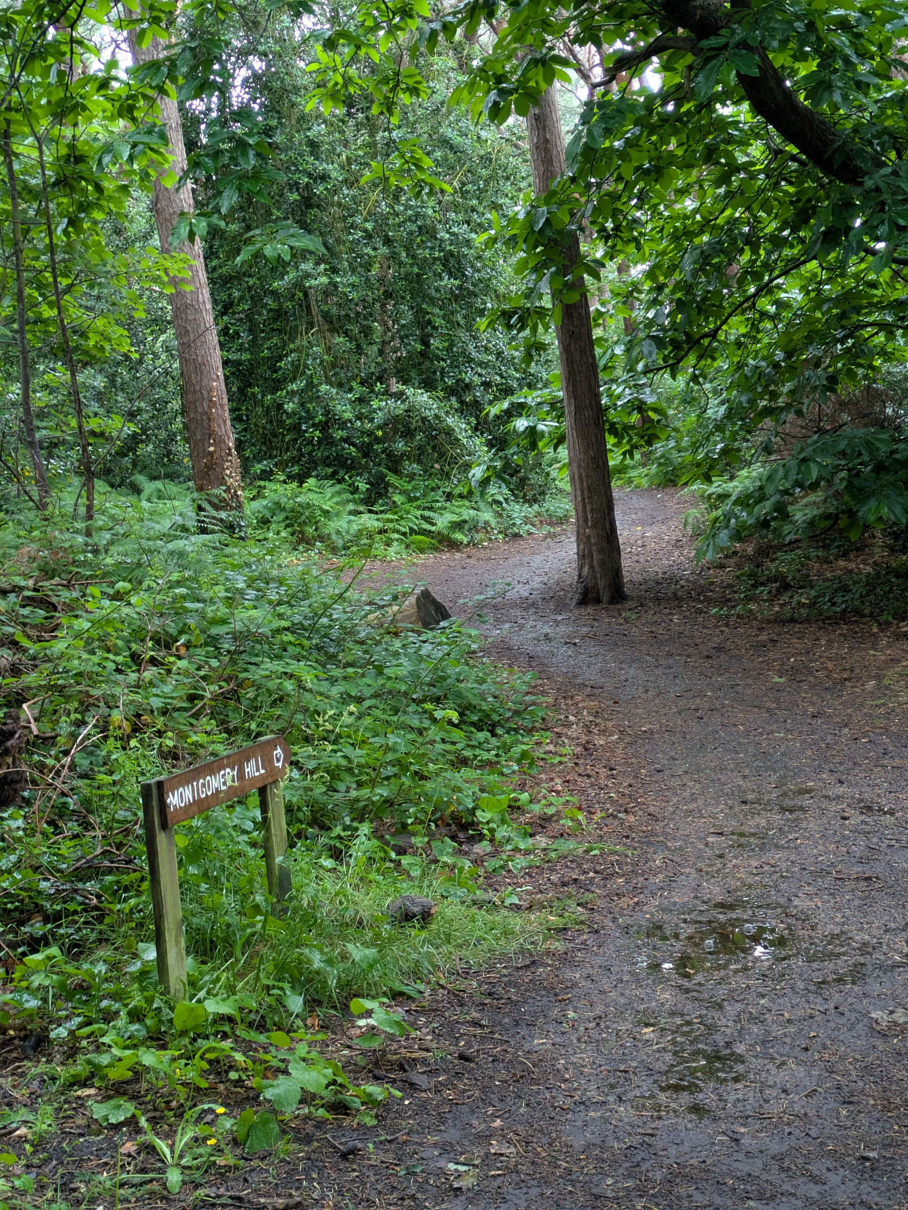 A wooded path leads into a forest, with a sign pointing towards Montgomery Hill.