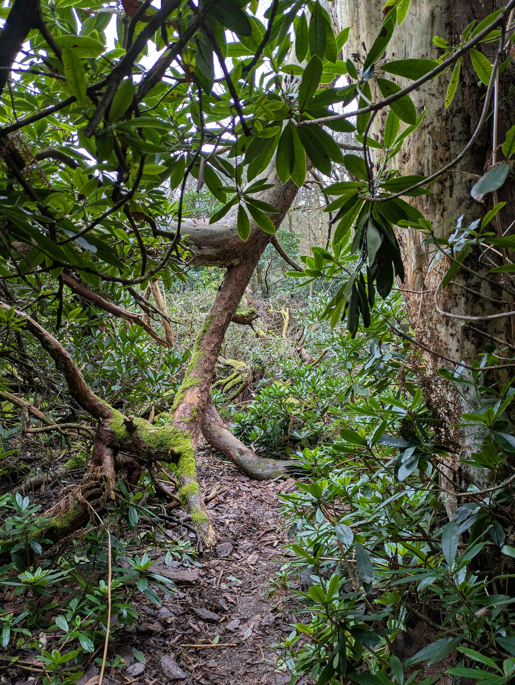 A narrow forest path is surrounded by lush green foliage and tree trunks.