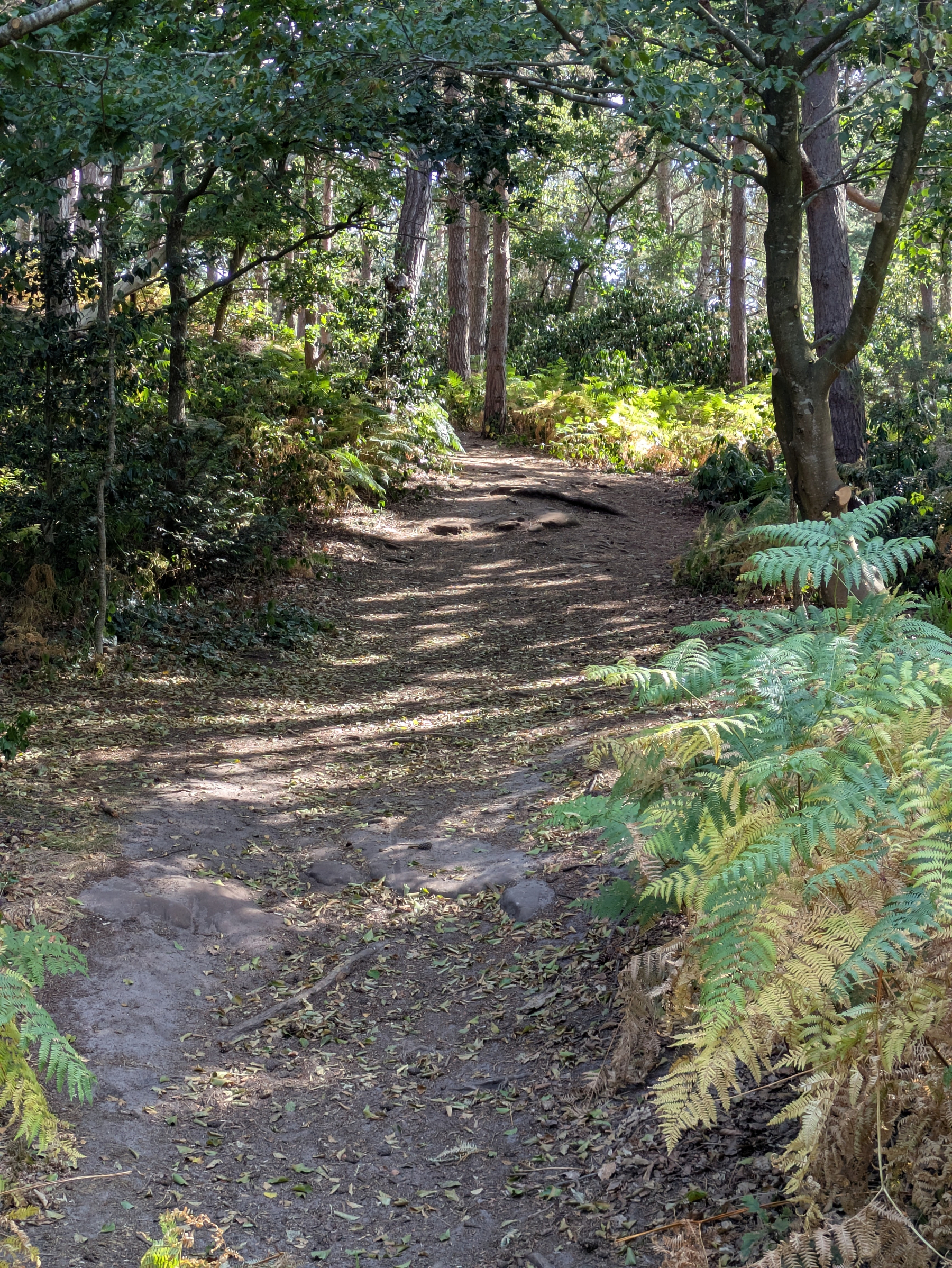 A sunlit dirt path winds through a lush forest filled with green and yellow ferns and tall trees.
