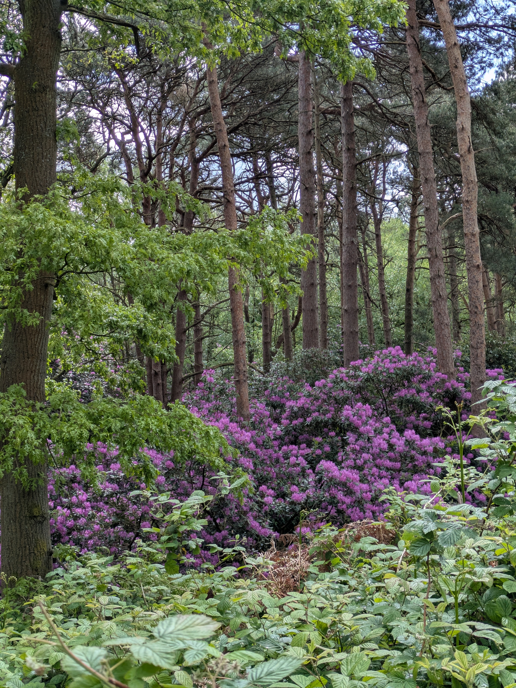 A lush forest scene features tall trees and vibrant purple flowers amidst dense greenery.