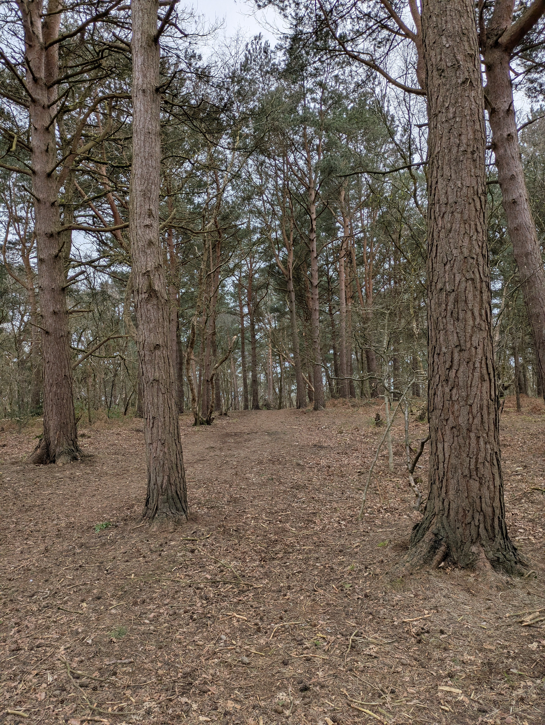 A forest scene features tall trees with rough bark and sparse undergrowth on a cloudy day.