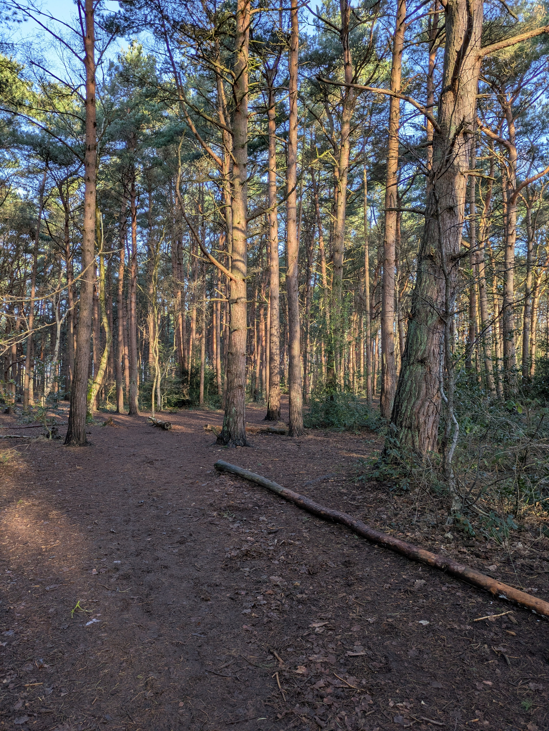 A sunlit forest path winds through tall trees with a clear blue sky above.