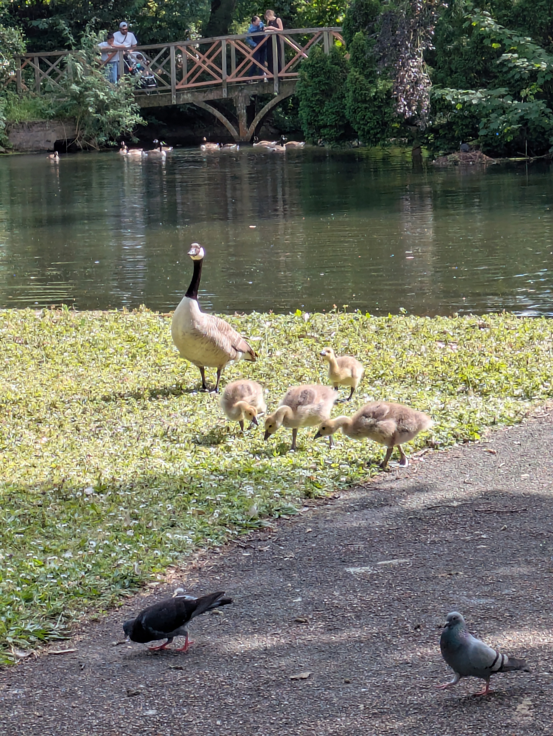 A Canada goose with its goslings is seen near a pond with people standing on a wooden bridge in the background.