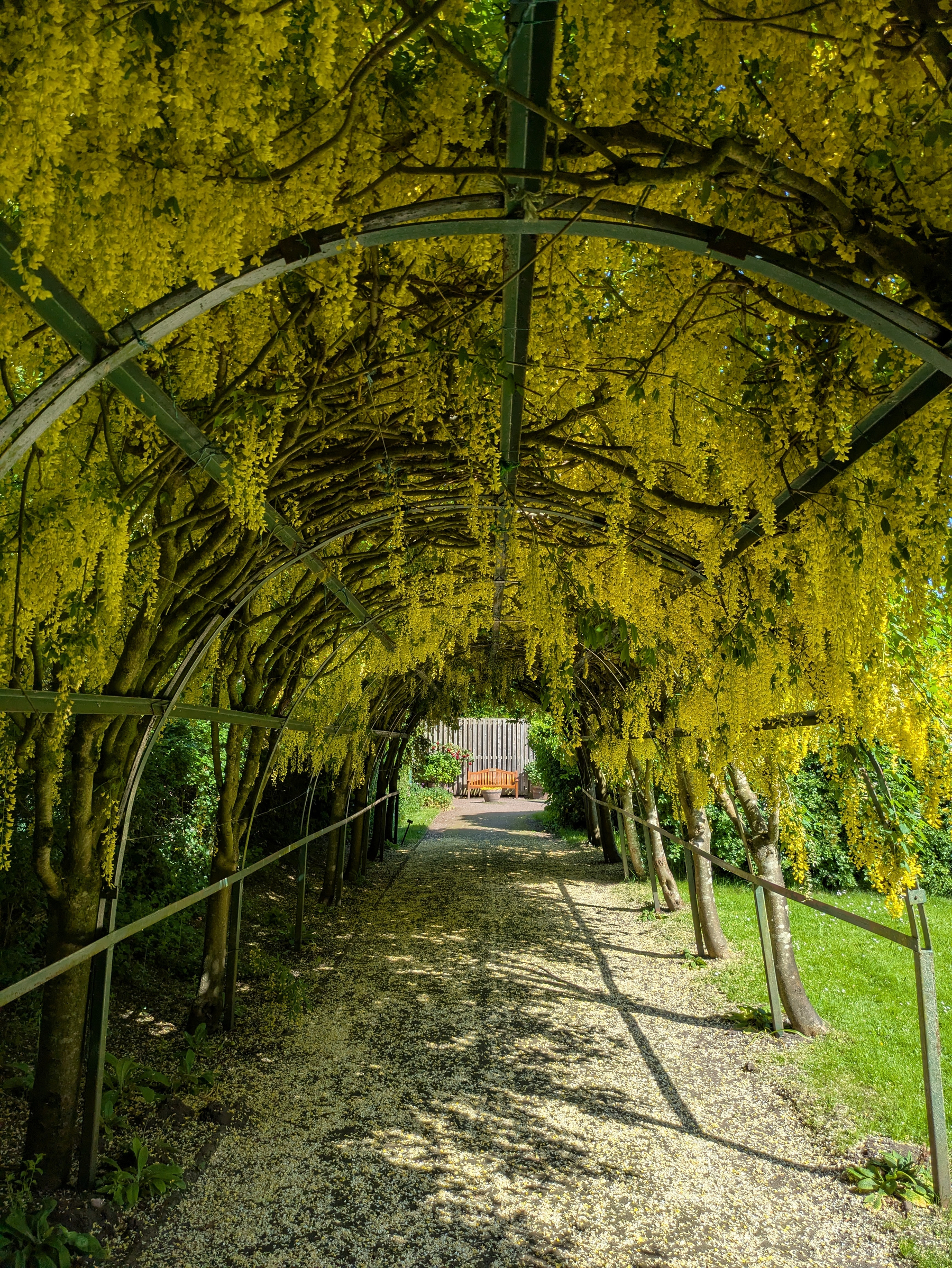 A pathway is covered by a tunnel of lush, cascading yellow flowers.