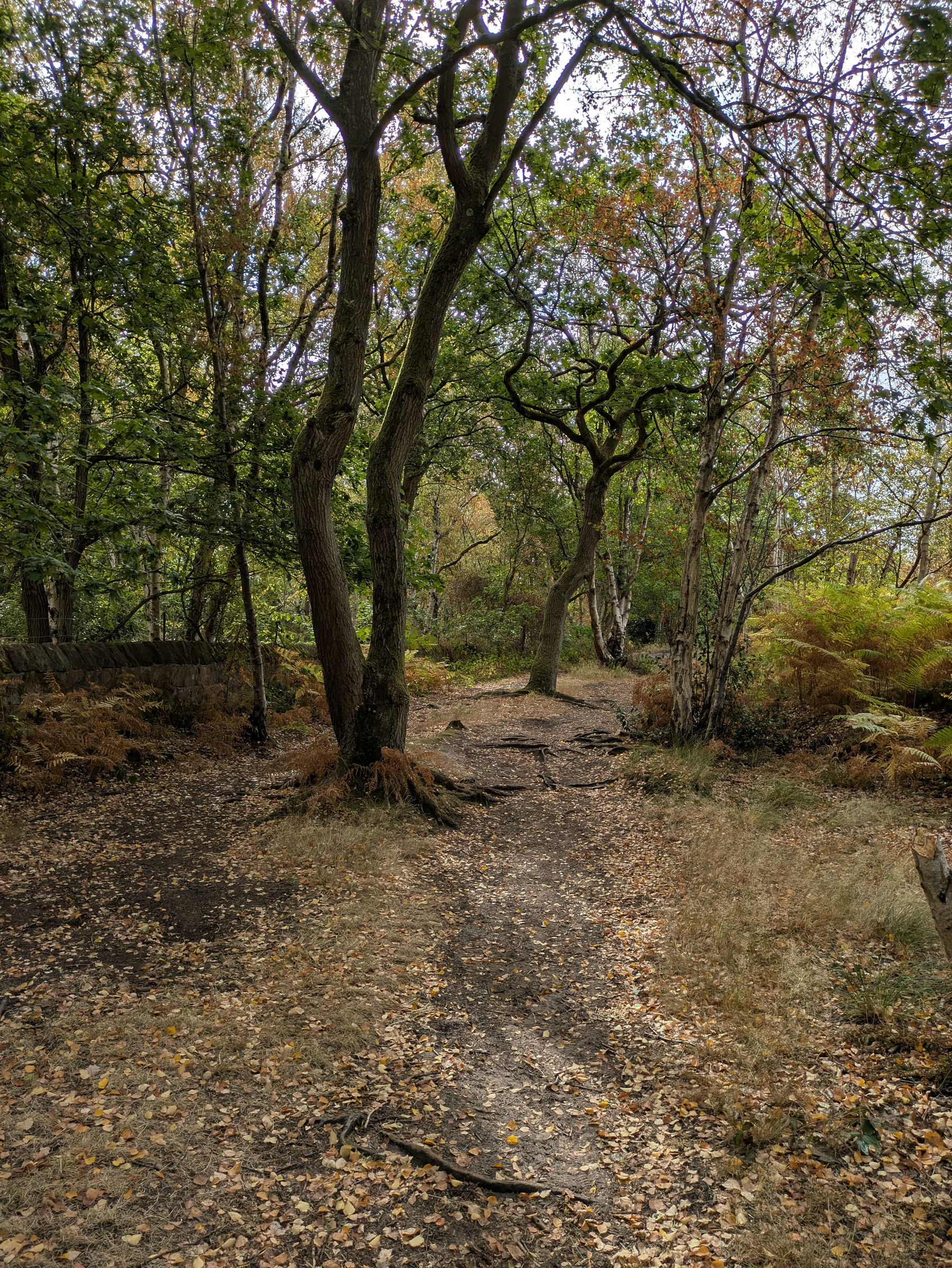 A wooded area with a dirt path covered in fallen leaves and surrounded by trees and ferns.