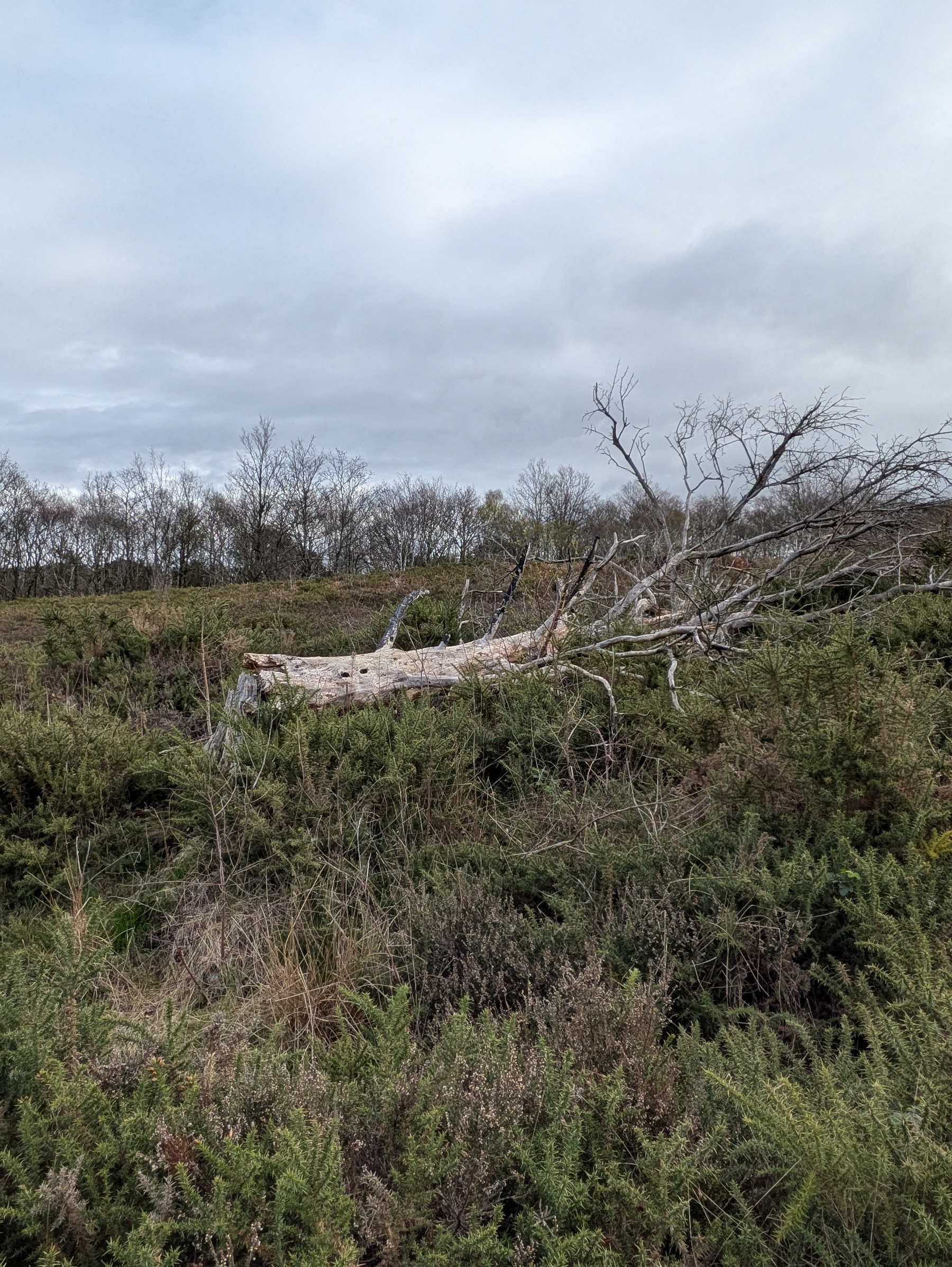 A fallen tree lies amidst a grassy and bushy landscape under a cloudy sky.