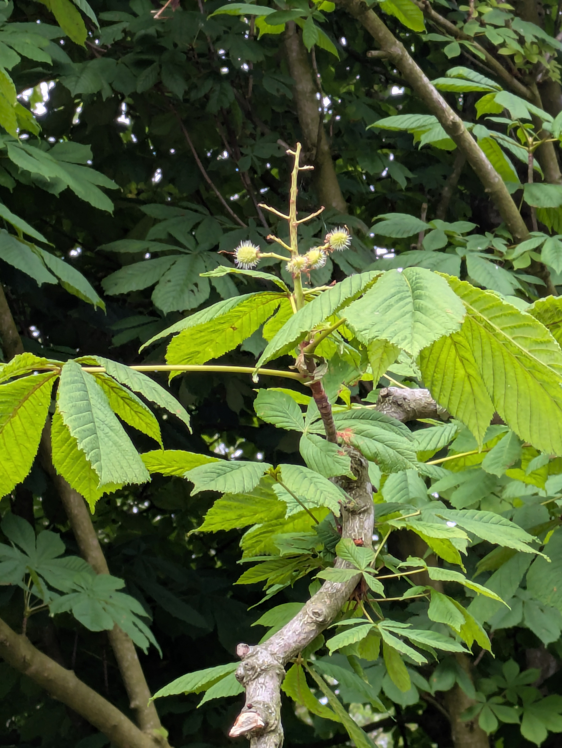 A branch with green leaves and a few small, spiky seed pods is set against a background of dense foliage.