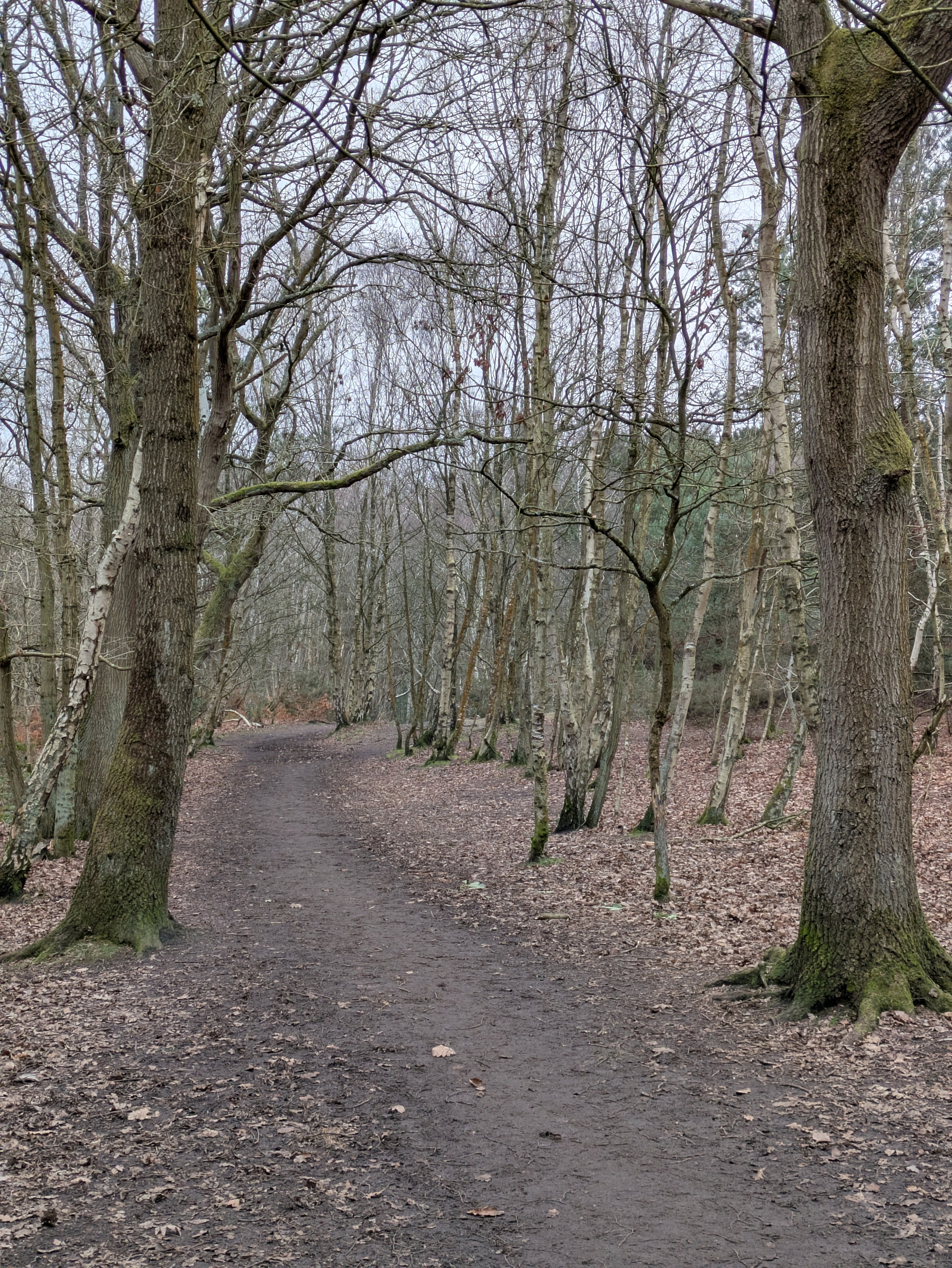 A leaf-covered, winding forest path is flanked by bare trees under a cloudy sky.