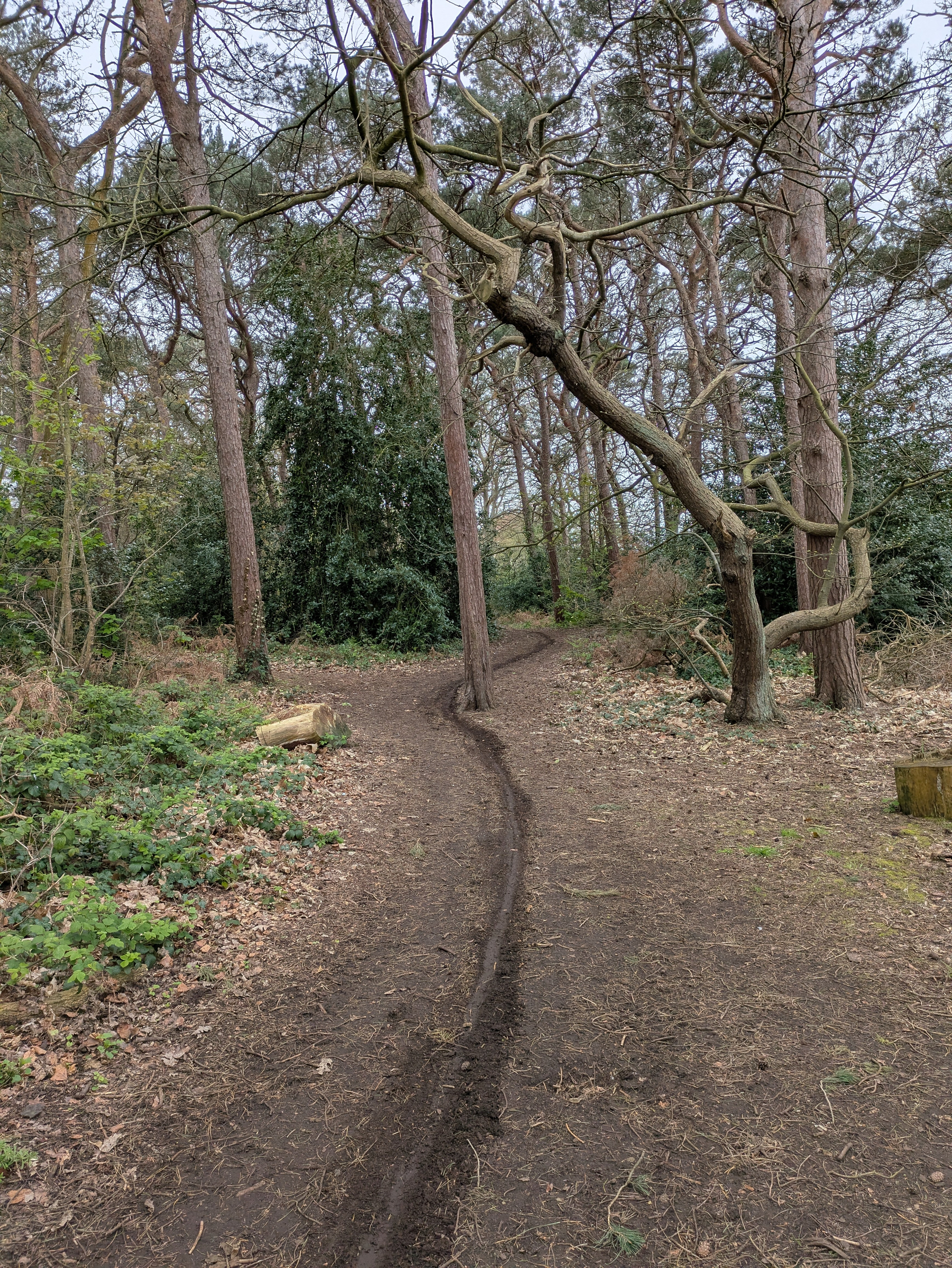 A narrow dirt path winds through a forest with tall trees and dense foliage.
