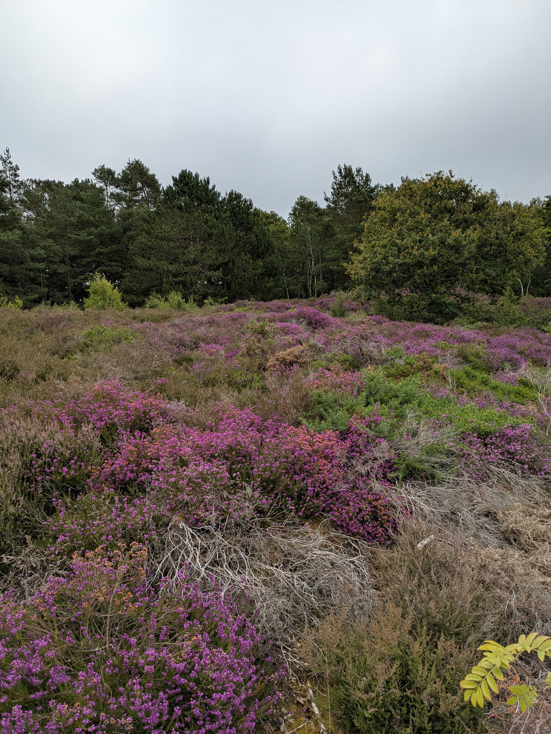 A landscape featuring dense purple heather bushes in the foreground with various green trees under a cloudy sky in the background.