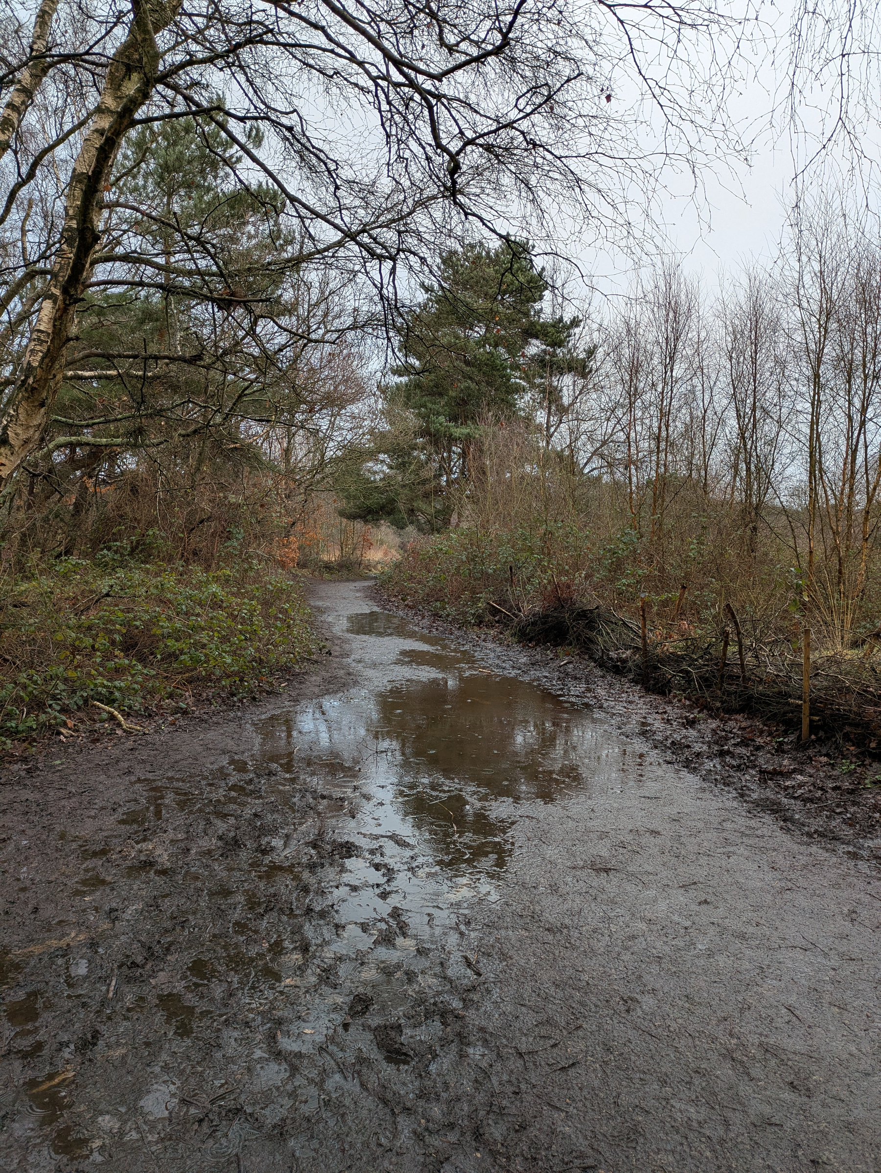 A muddy path surrounded by trees and bushes is reflected in a large puddle on a cloudy day.
