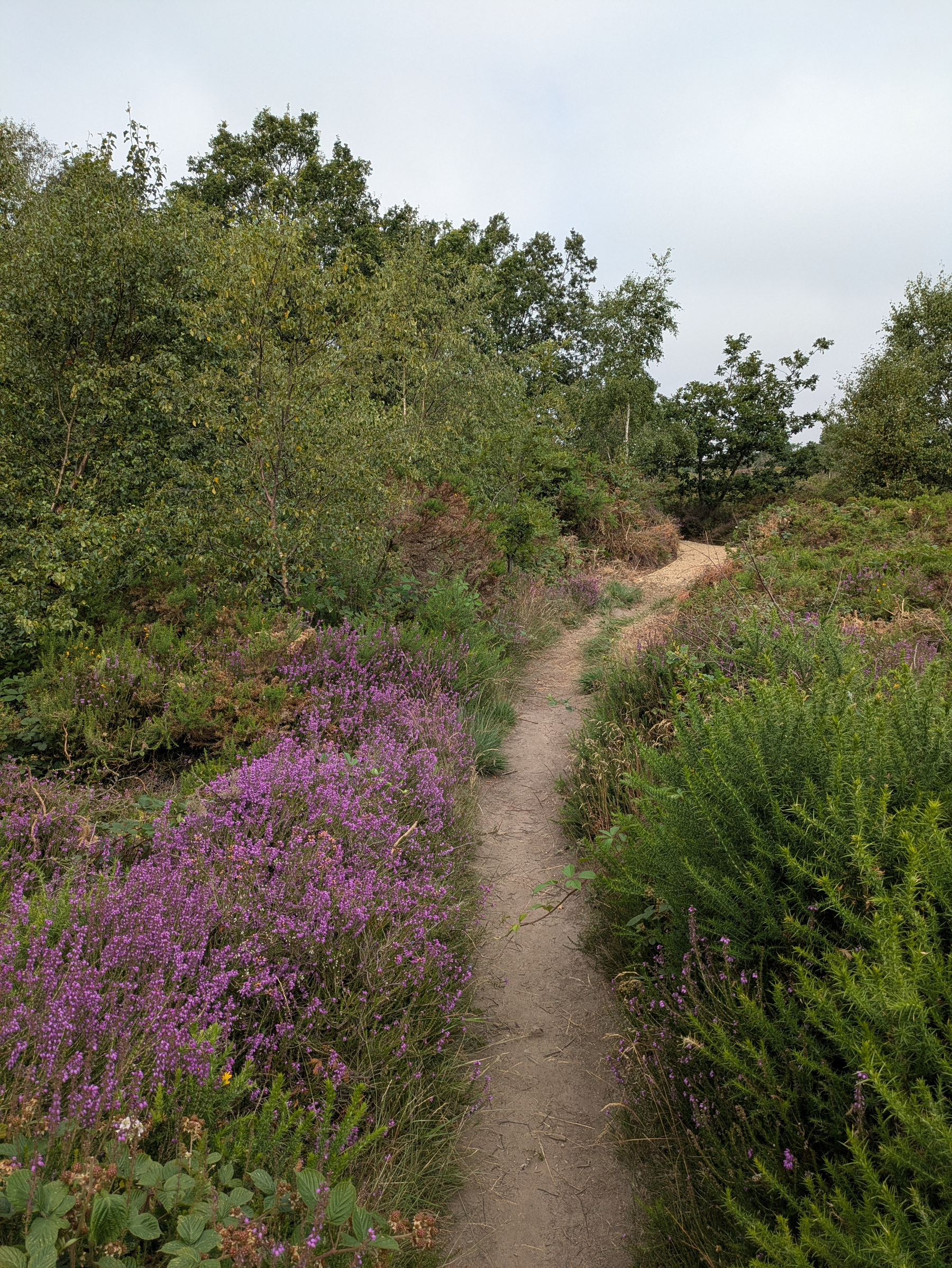 A narrow dirt path winds through lush greenery and vibrant purple wildflowers under a cloudy sky.