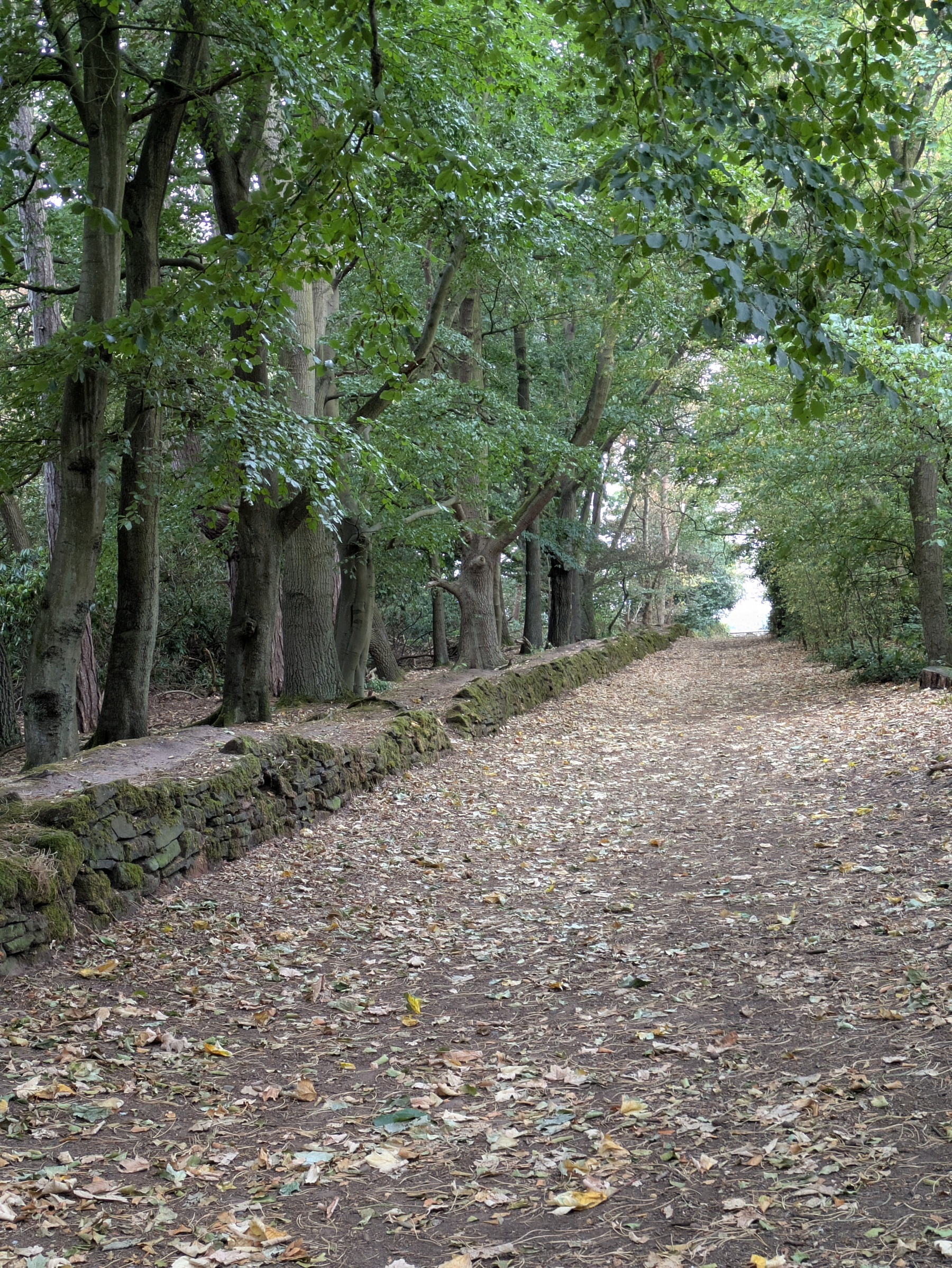 A leaf-covered dirt path lined with a low stone wall runs through a densely wooded area with tall trees.