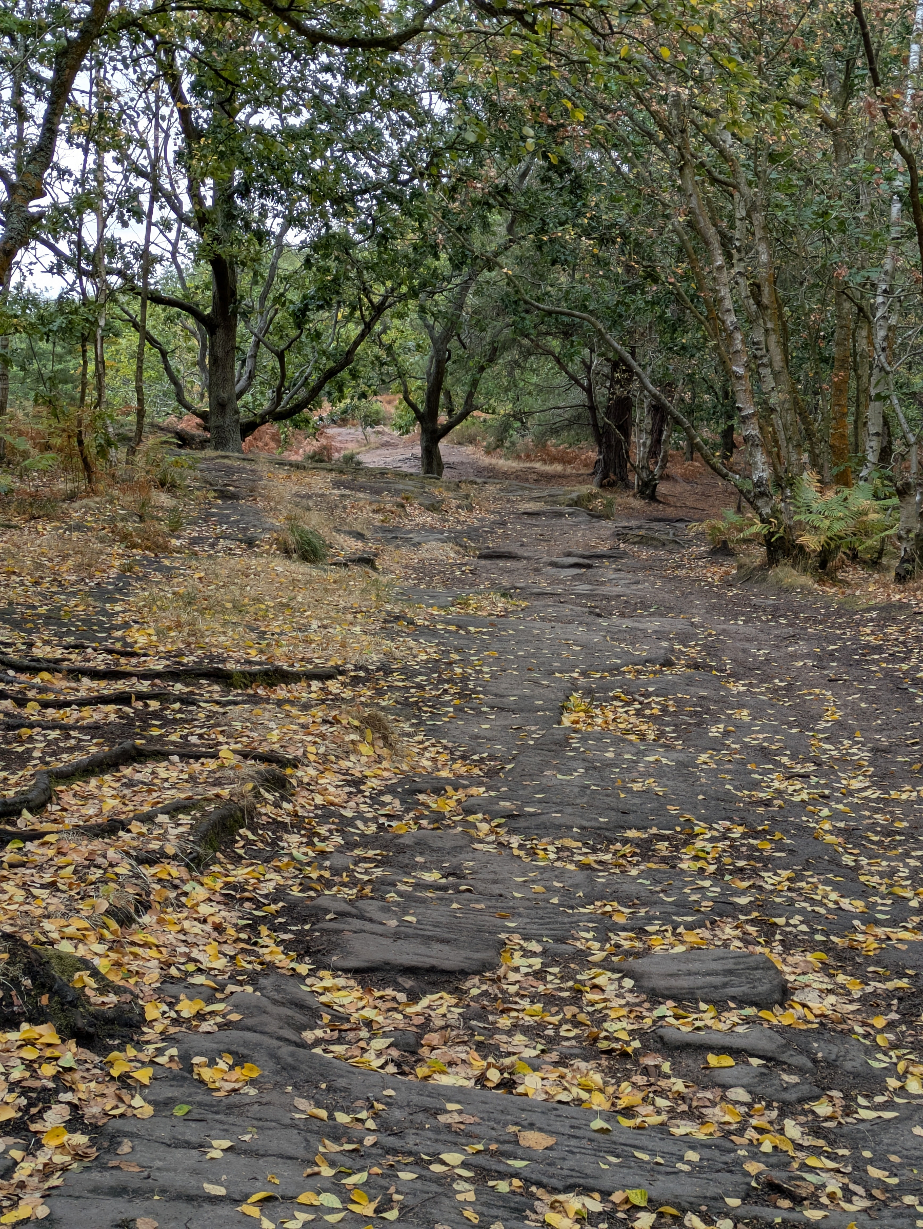 A rocky forest path covered with fallen leaves winds through trees with sparse autumn foliage.