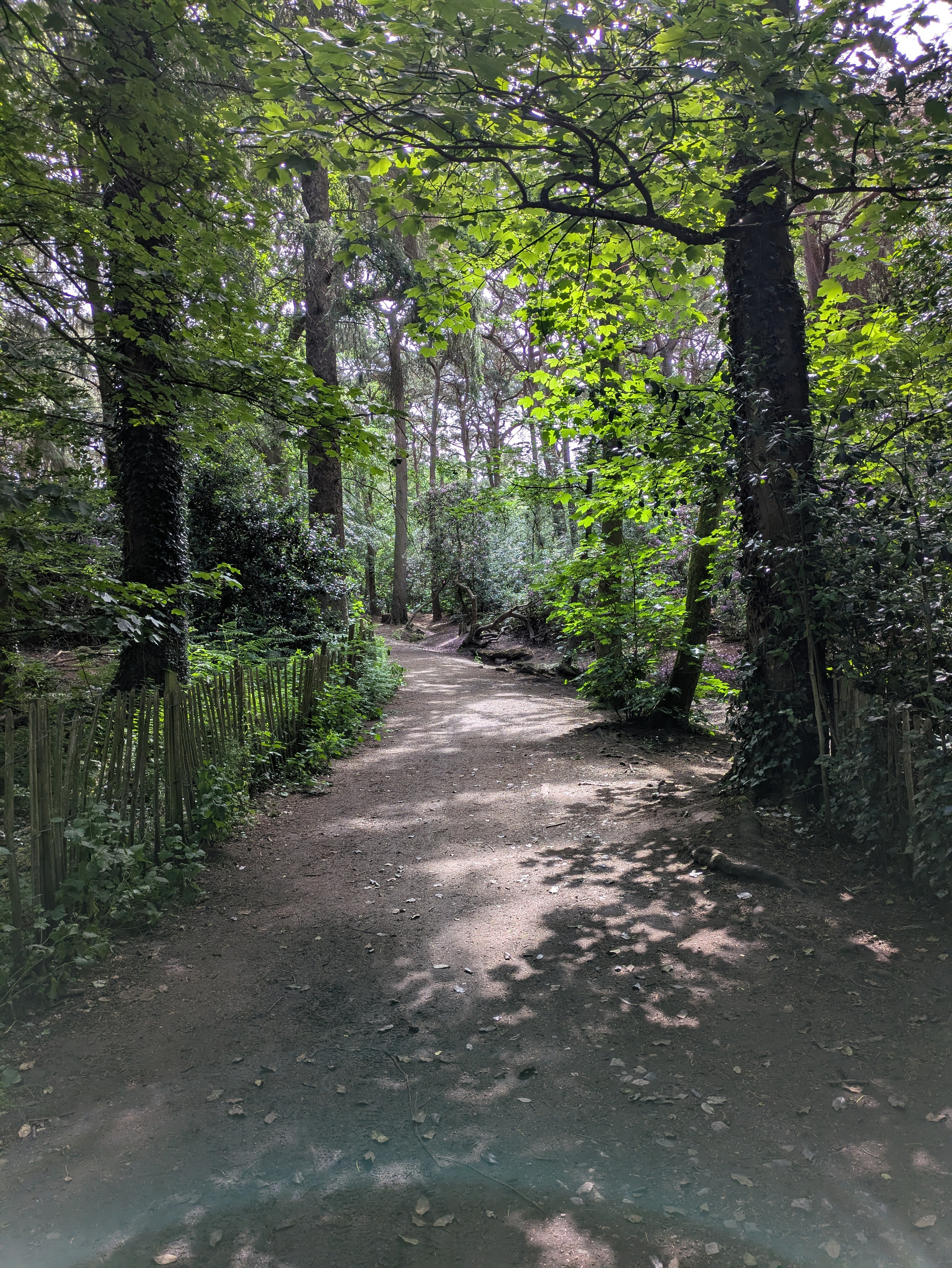 A serene forest path is surrounded by lush green trees with sunlight filtering through the leaves.