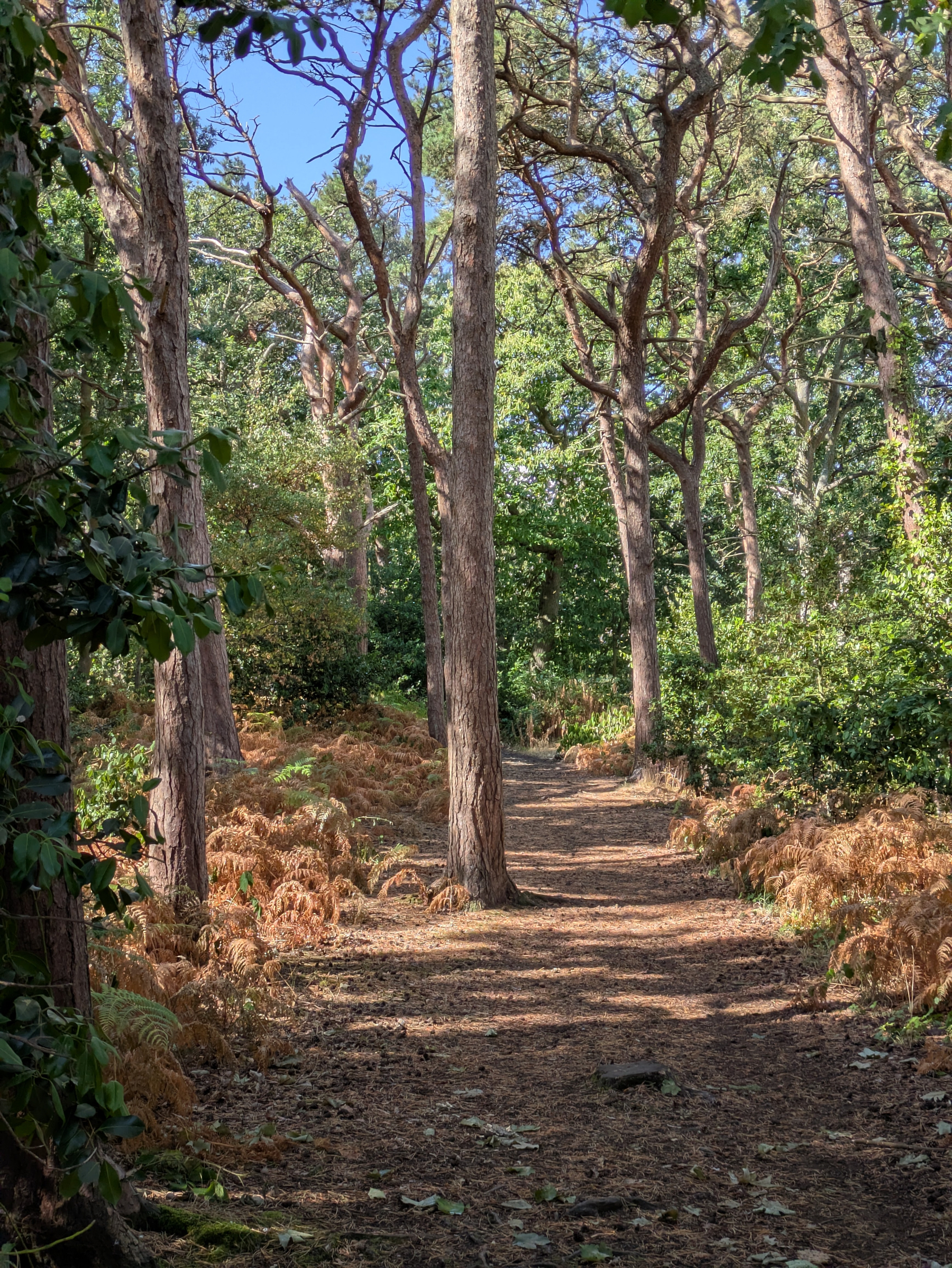 A sunlit forest path winds through tall trees with some dry ferns lining the sides.