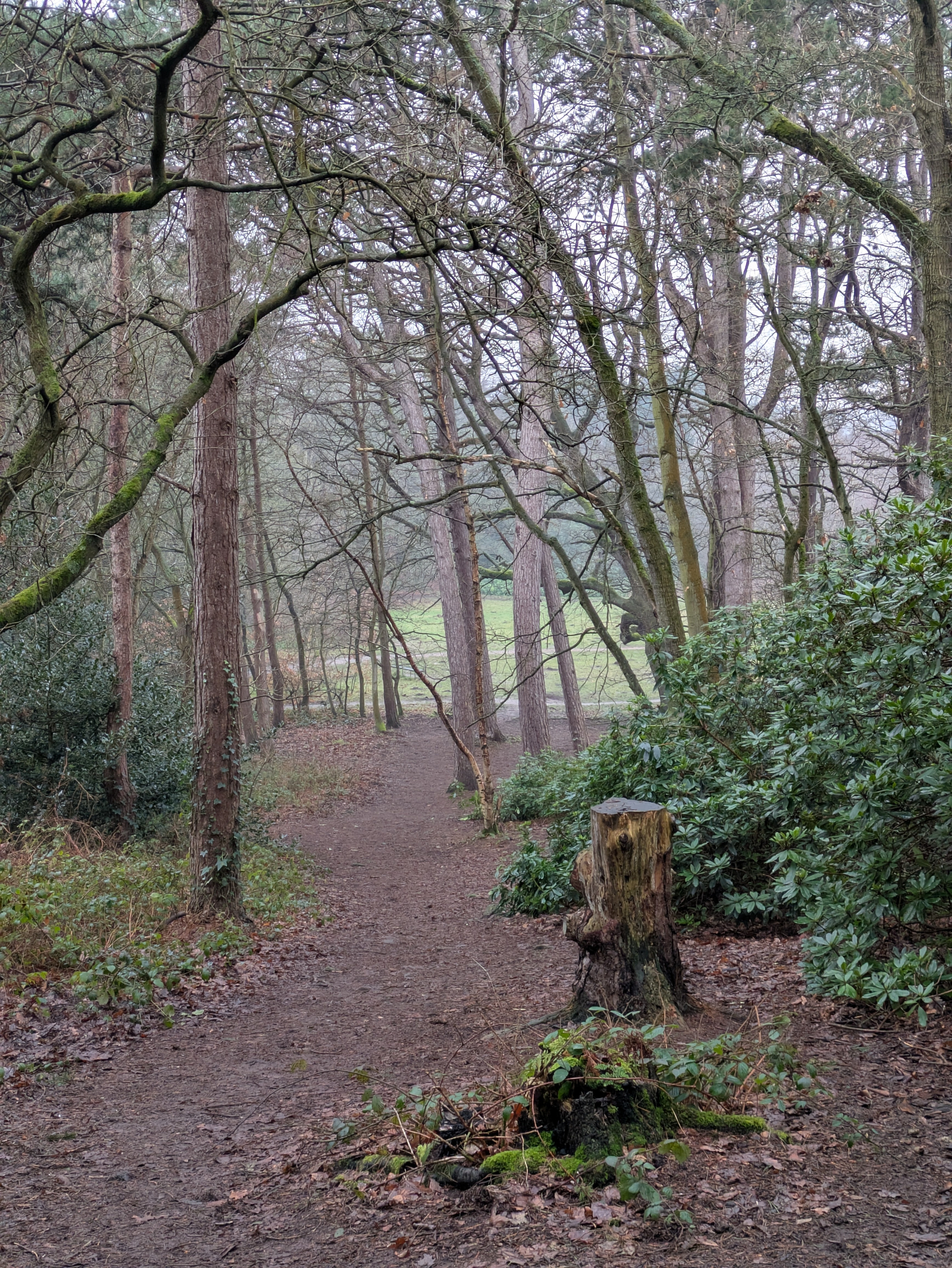 A forest path winds through tall, leafless trees with a tree stump in the foreground and a clearing visible in the distance.