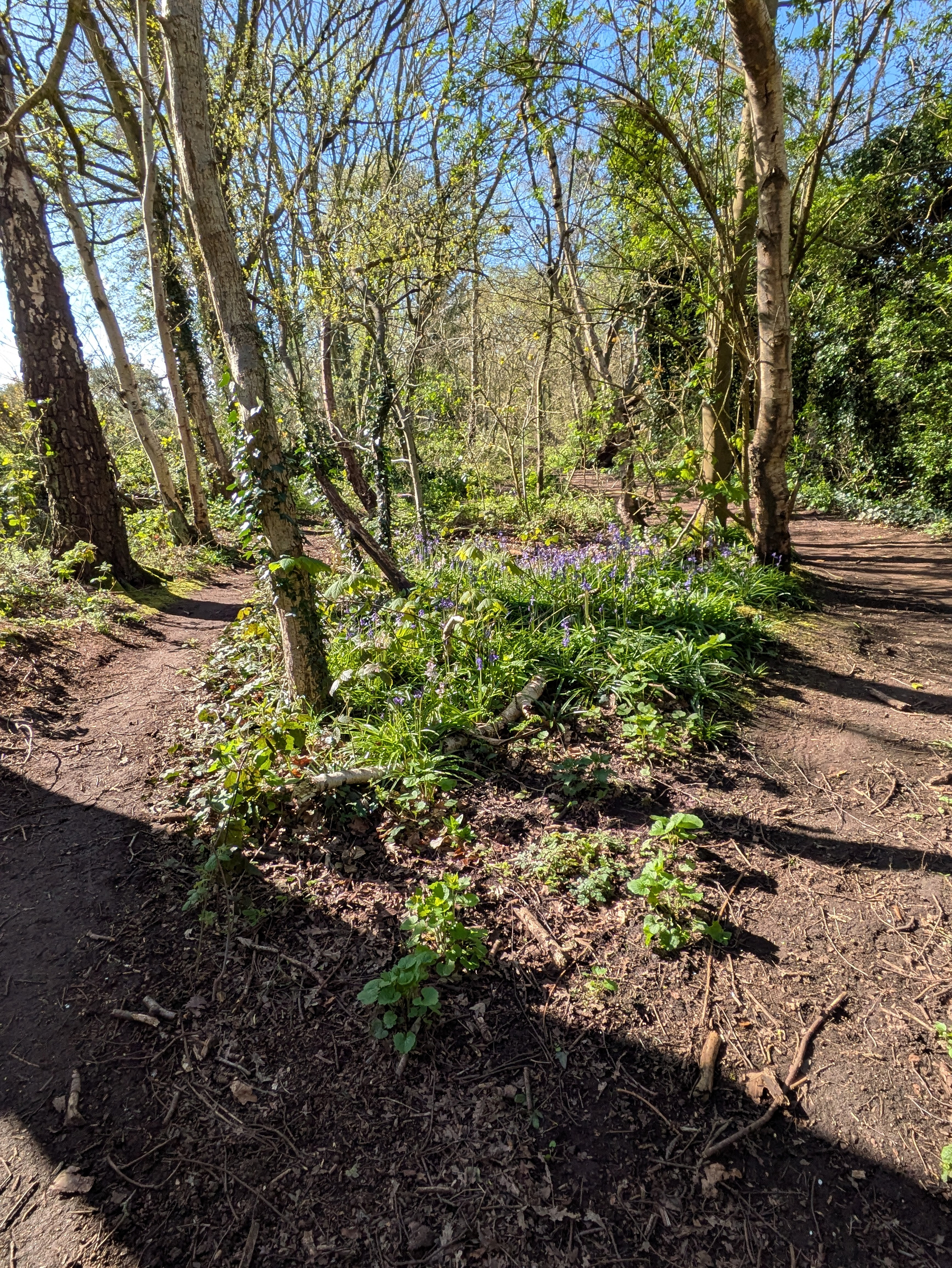 A forest path winds through a sunlit woodland with leafy trees and a lush ground cover of plants and flowers.