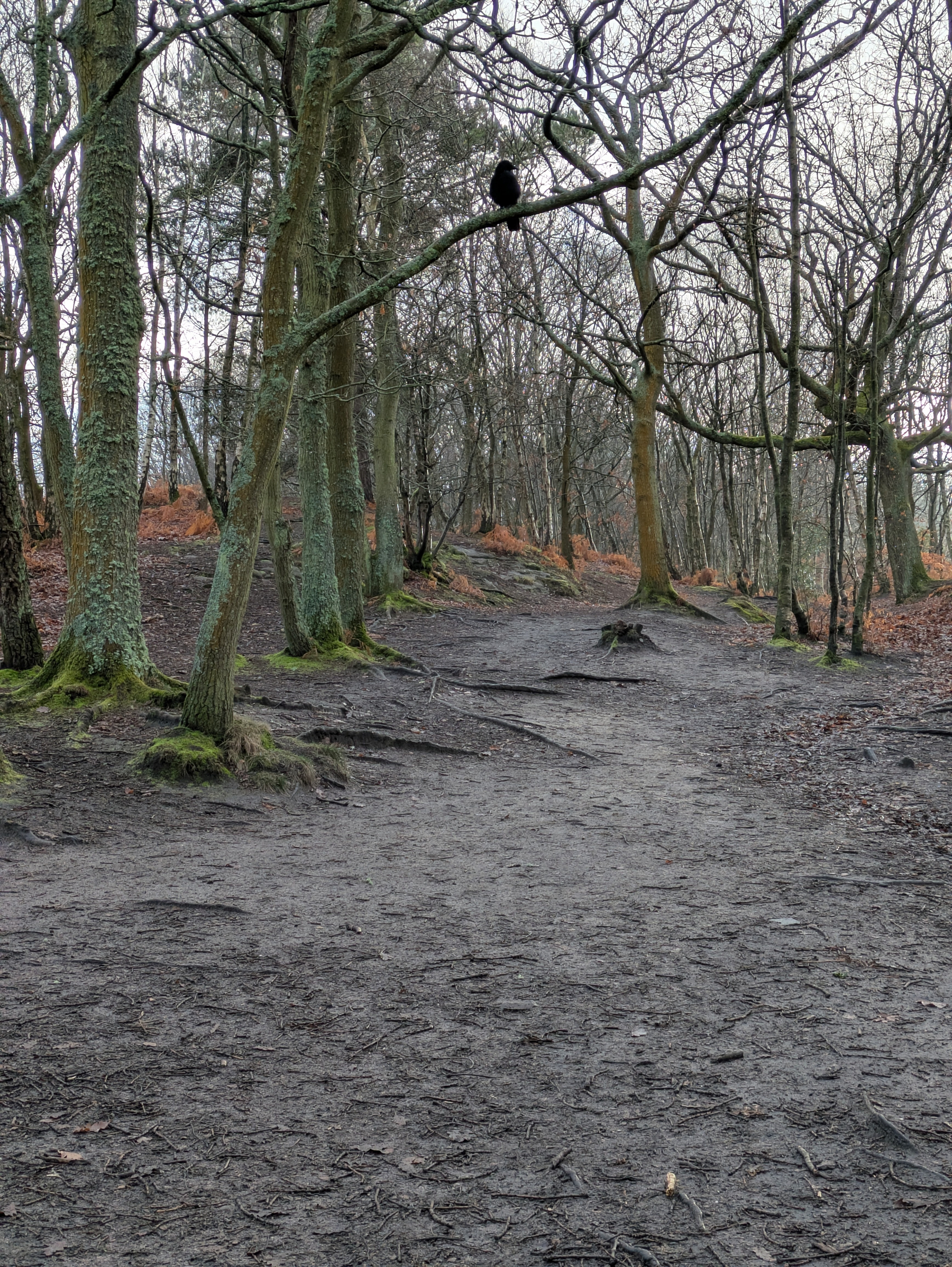 A crow is perched on a tree branch along a forest path lined with leafless trees and mossy trunks.