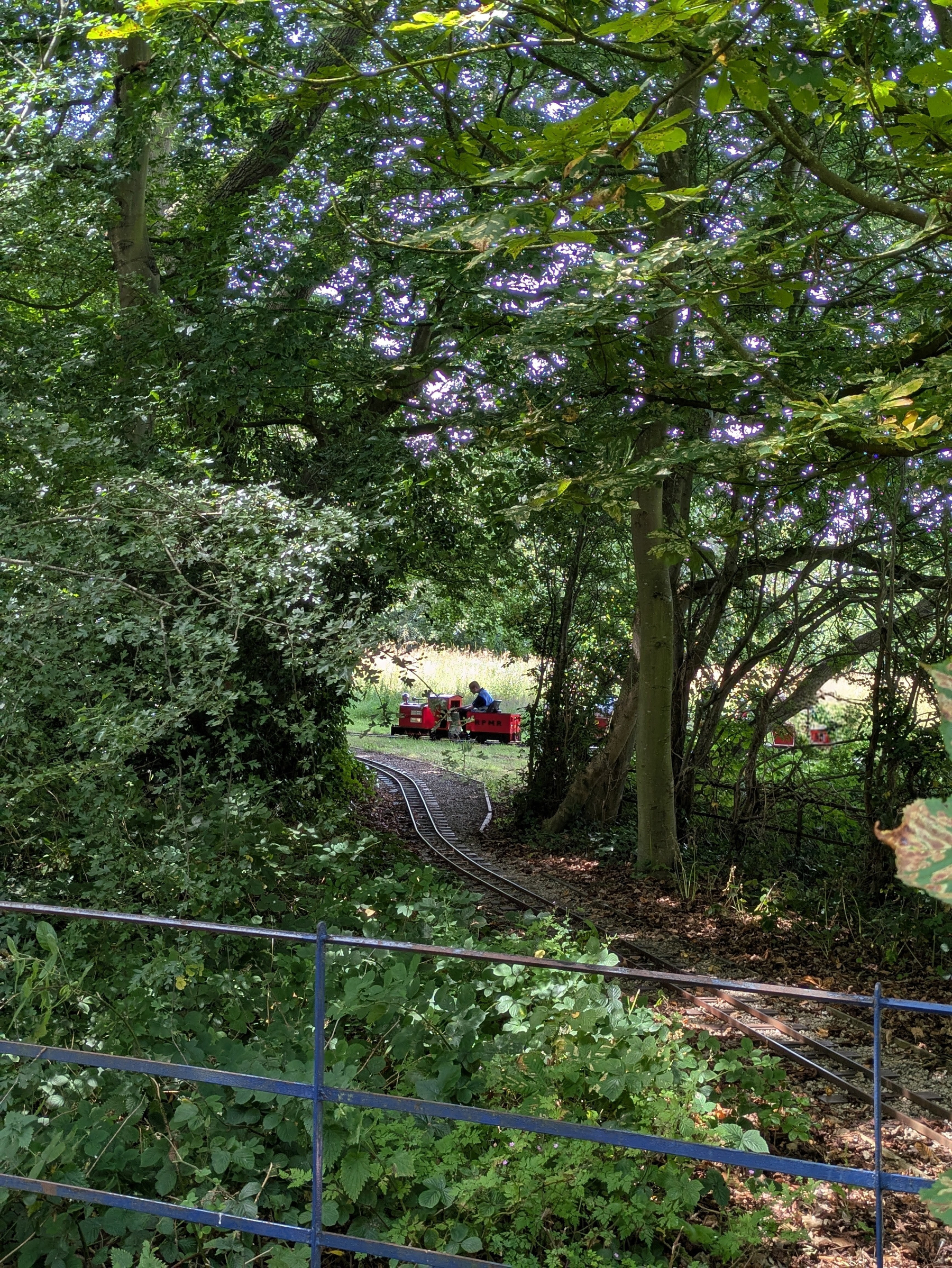 A small red train is traveling on narrow tracks through a densely wooded area.