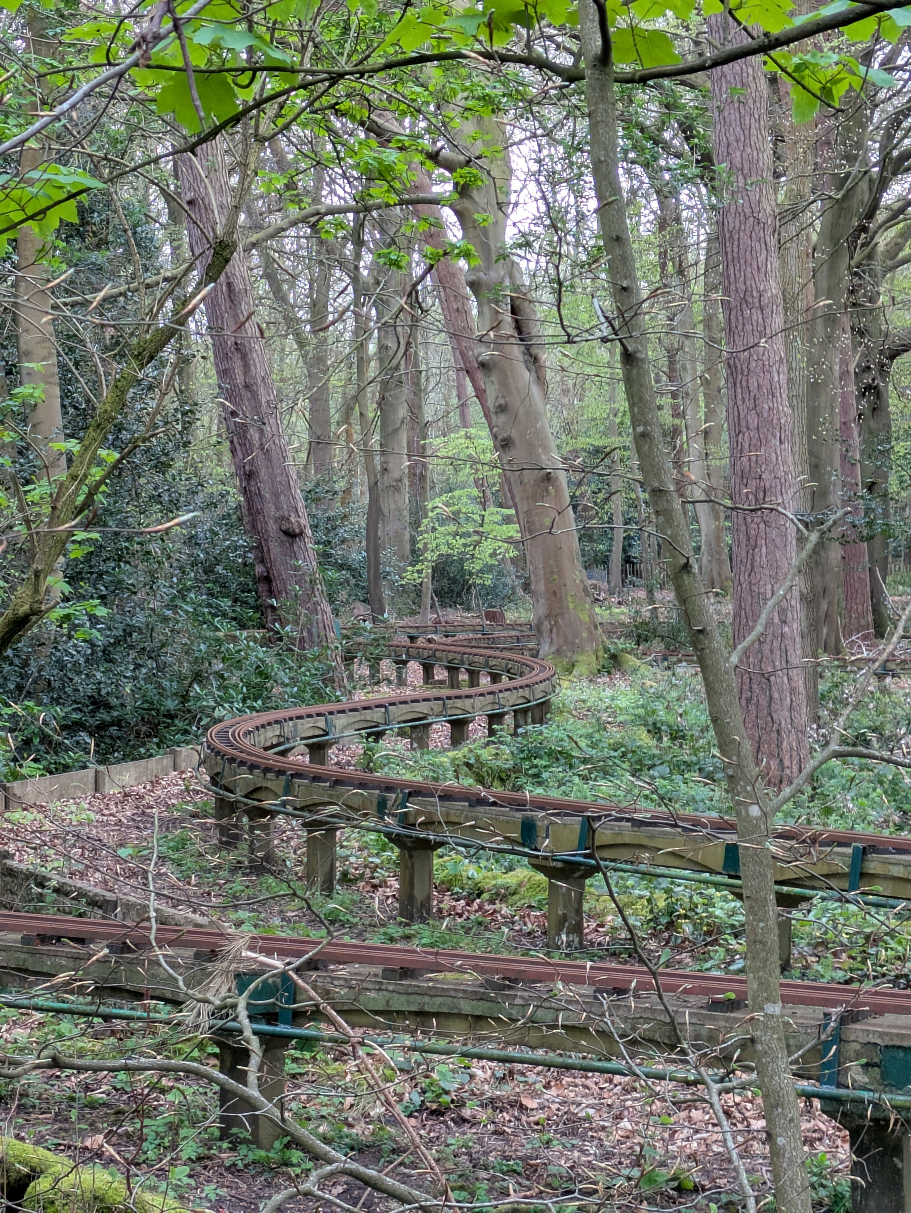 A winding wooden track snakes through a lush, green forest setting.