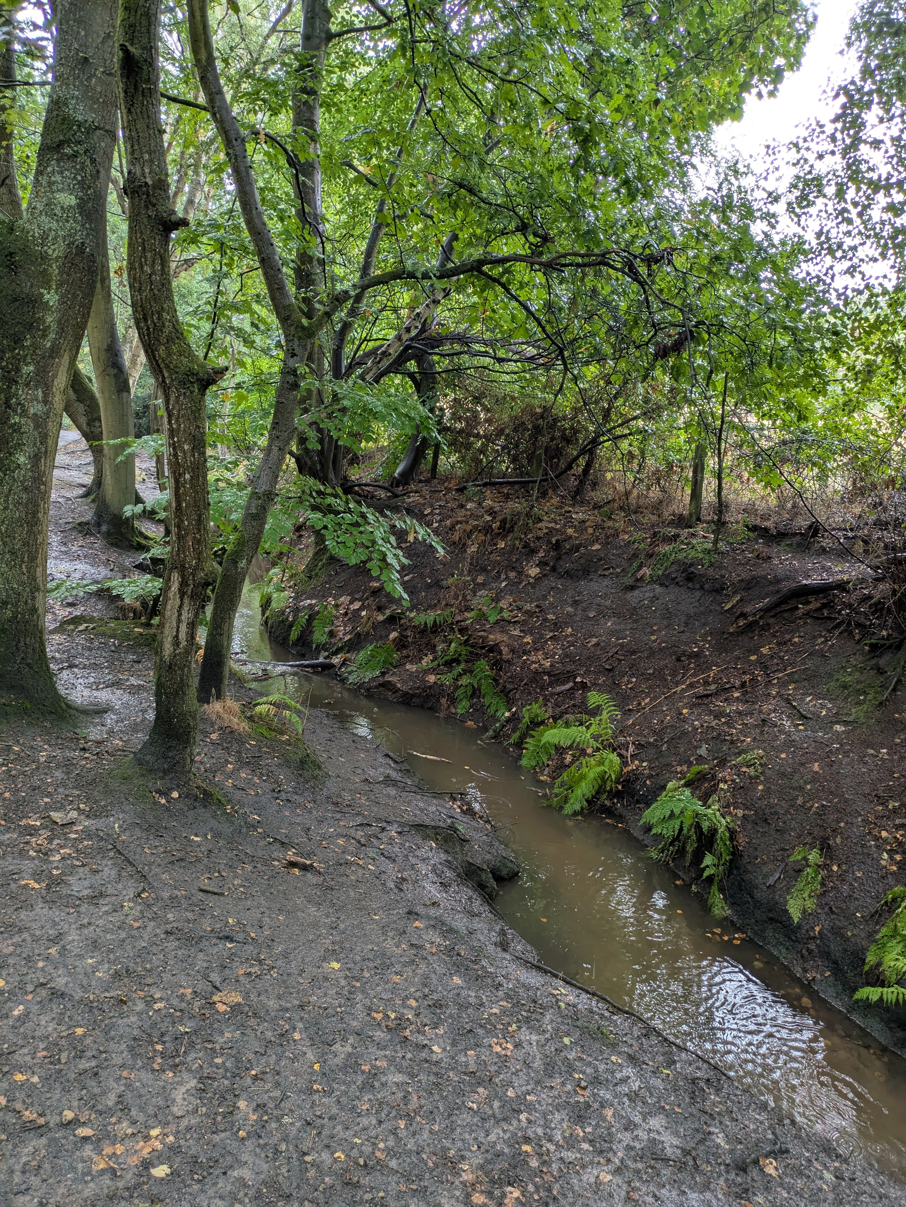 A small muddy creek runs through a forested area with green trees and ferns surrounding it.