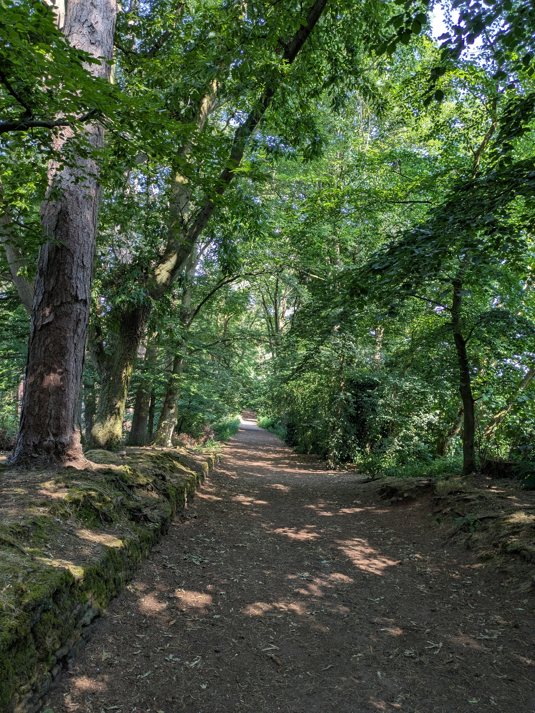 A sunlit forest path is surrounded by tall trees and dense green foliage.