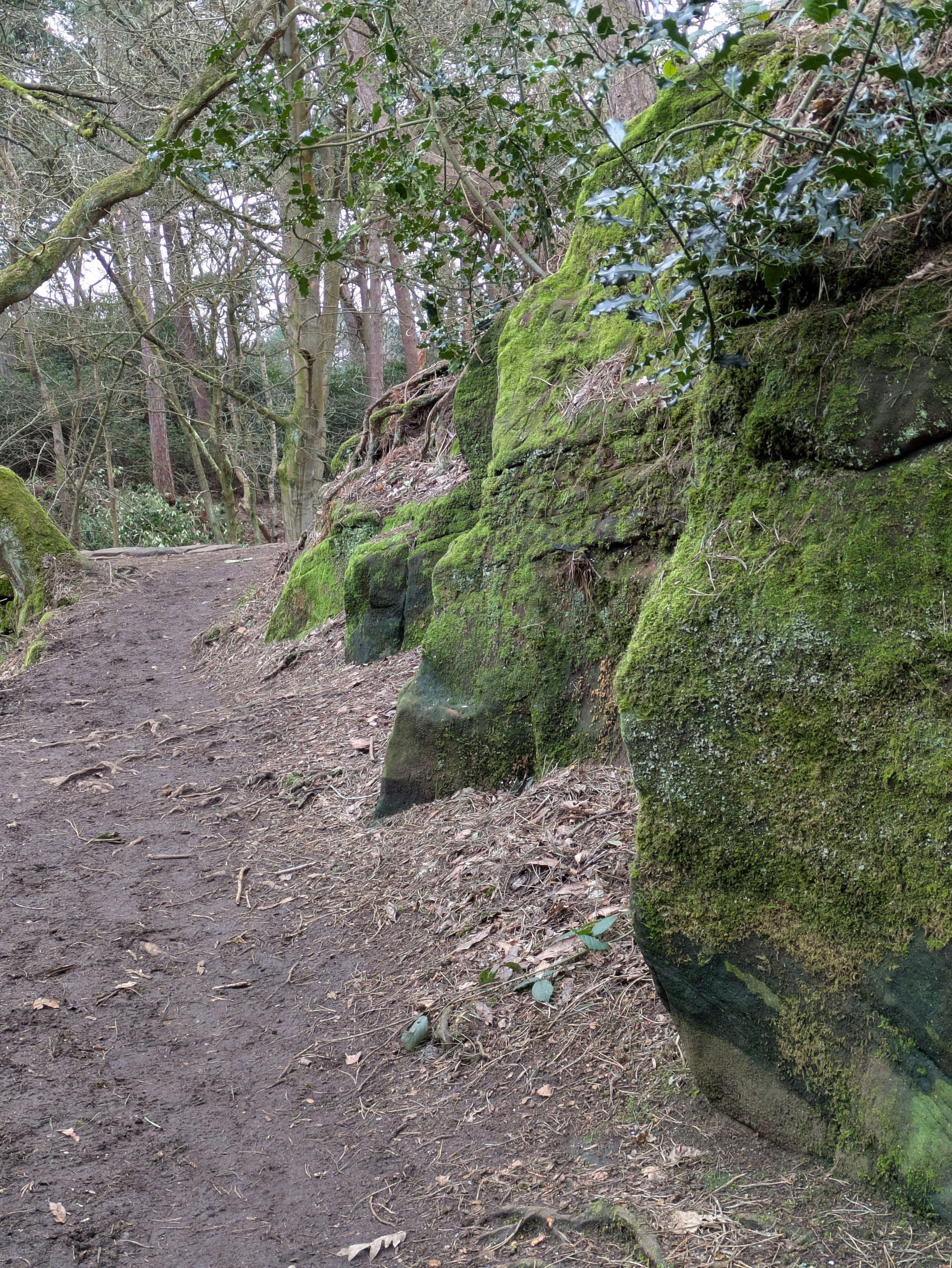 A dirt path curves alongside lush, moss-covered rocks and dense forested trees.