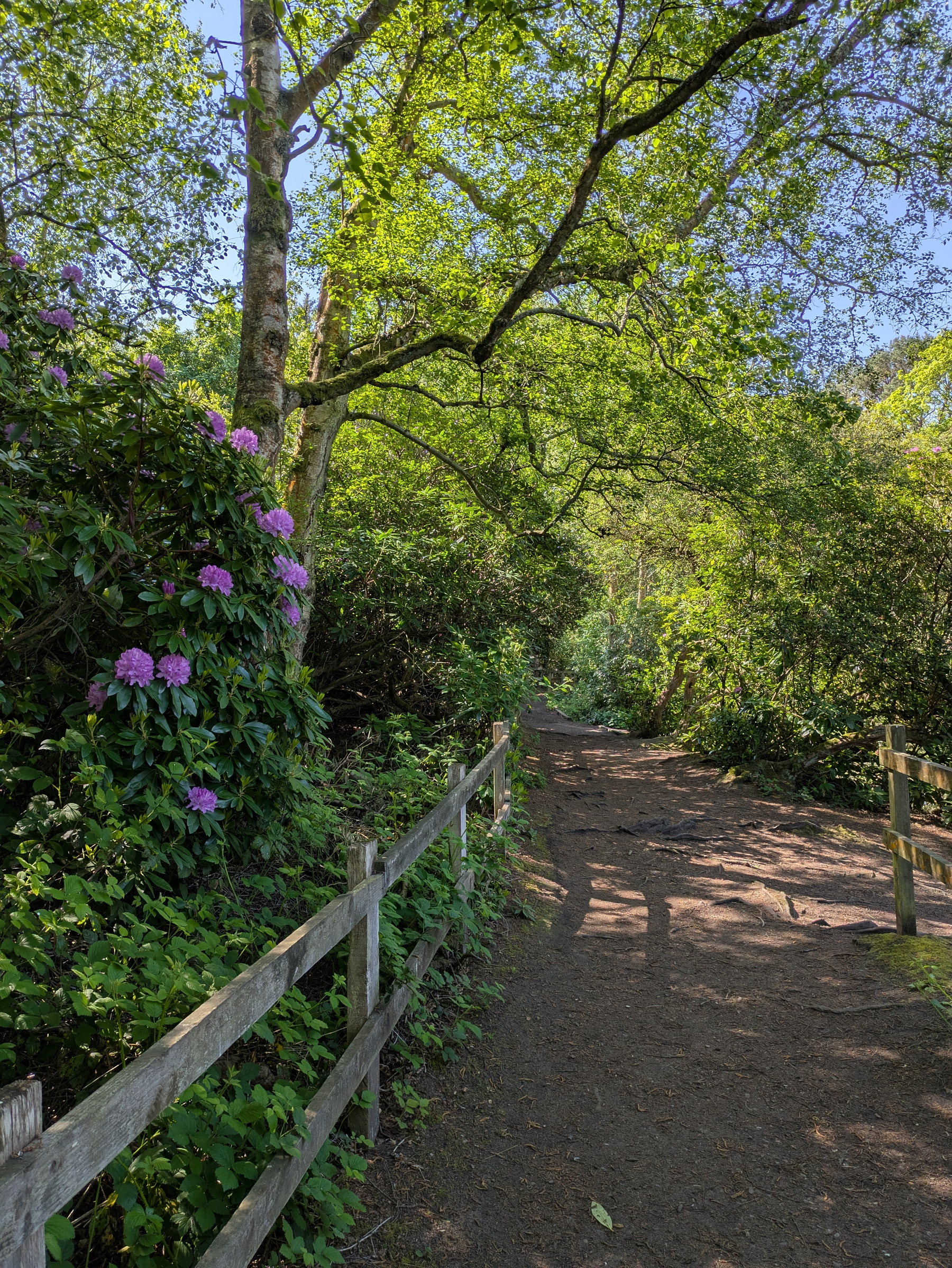 A dirt path lined with wooden fences winds through lush greenery and trees under a clear blue sky, with purple flowers on the left.