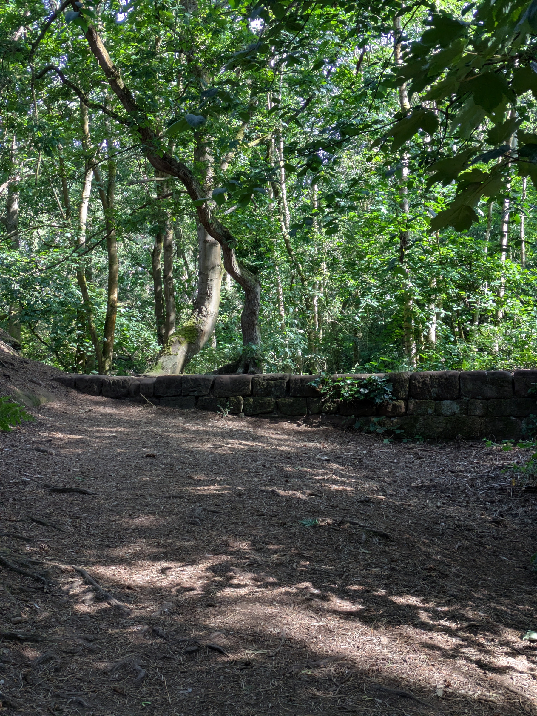 A dirt pathway in a lush green forest is bordered by a low stone wall under dappled sunlight.
