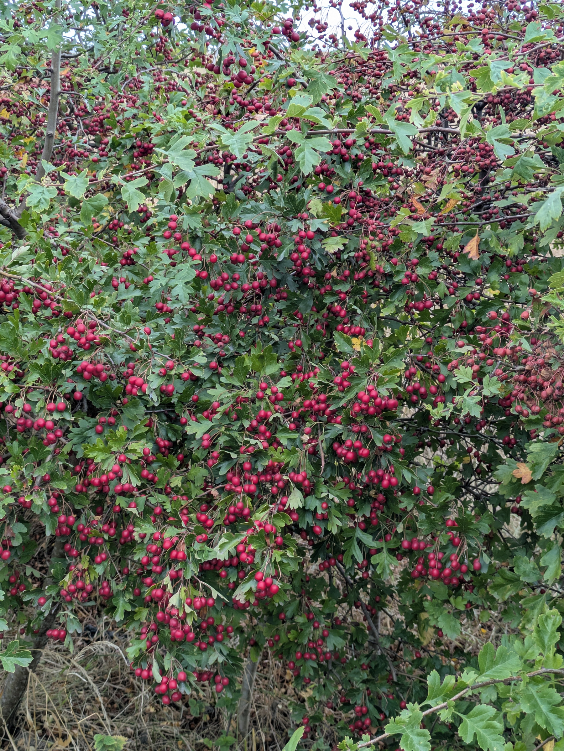 A dense bush is filled with numerous clusters of small red berries surrounded by green leaves.