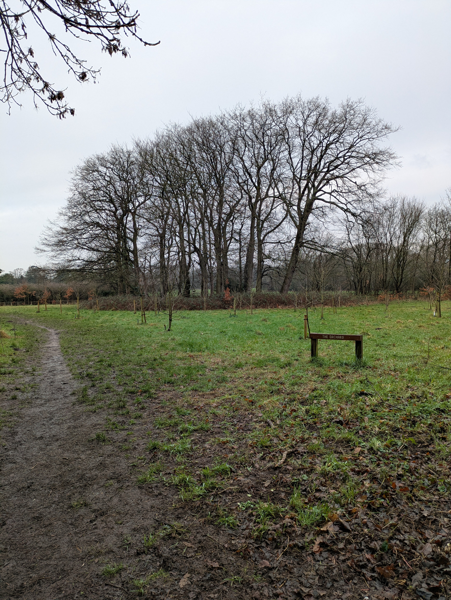 A grassy field with a bench and a path is bordered by leafless trees under an overcast sky.