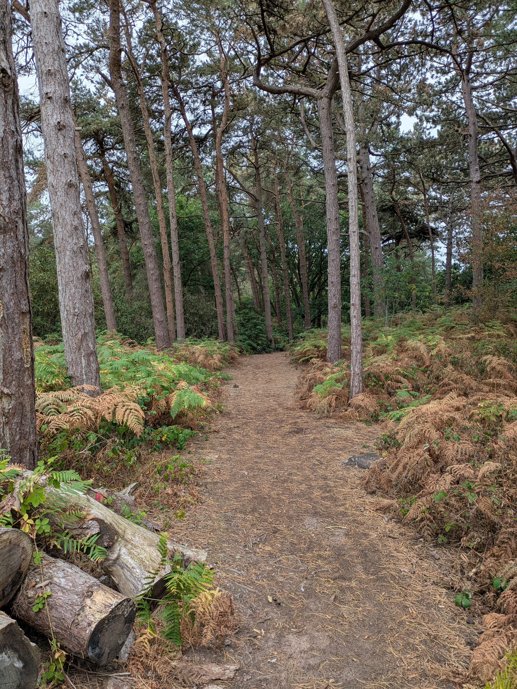 A dirt path winds through a forested area with tall trees and ferns on either side, along with some cut logs lying by the trail.