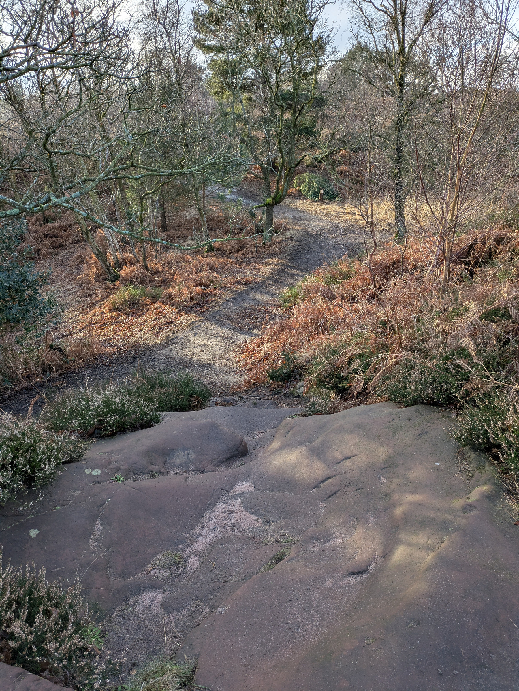 A forest path winds through trees and shrubs, bordered by large rock formations.