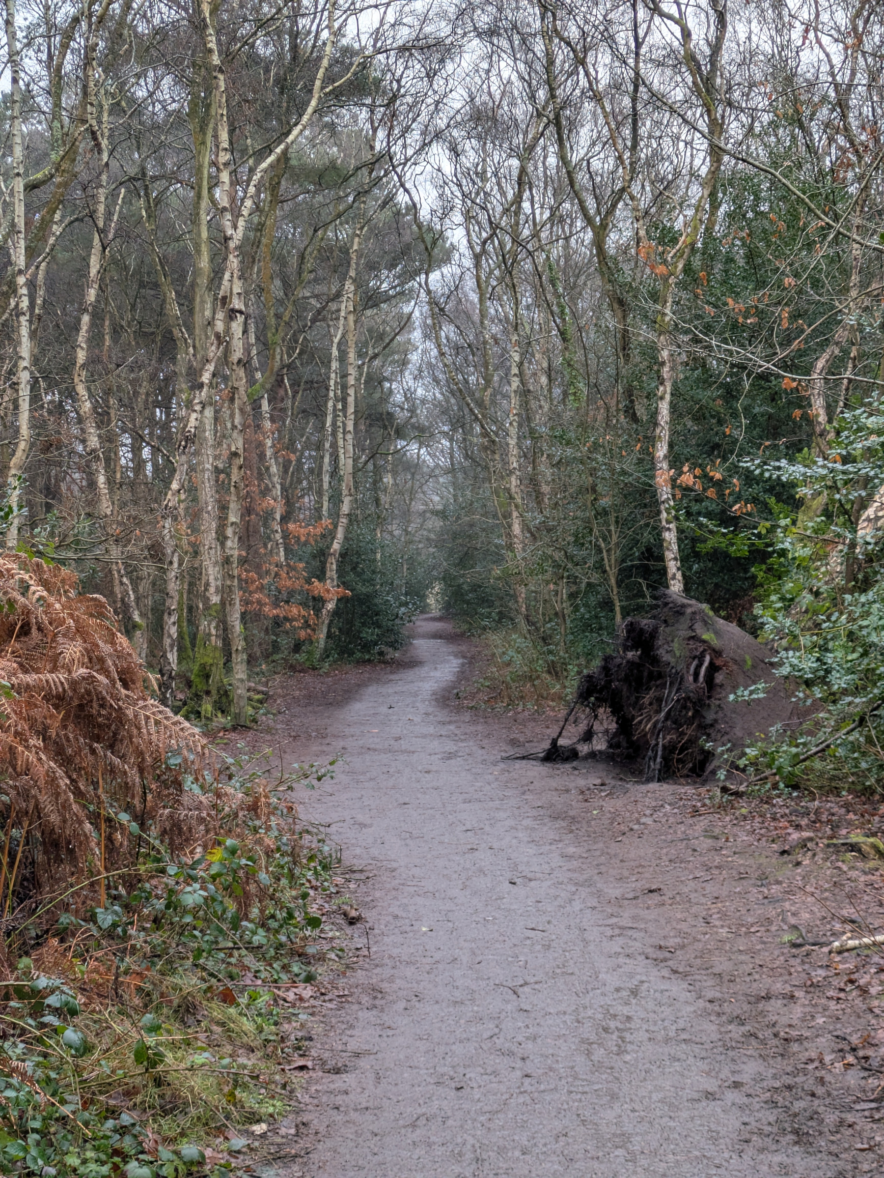 A narrow, winding path goes through a forest with leafless trees and dense foliage on a cloudy day.