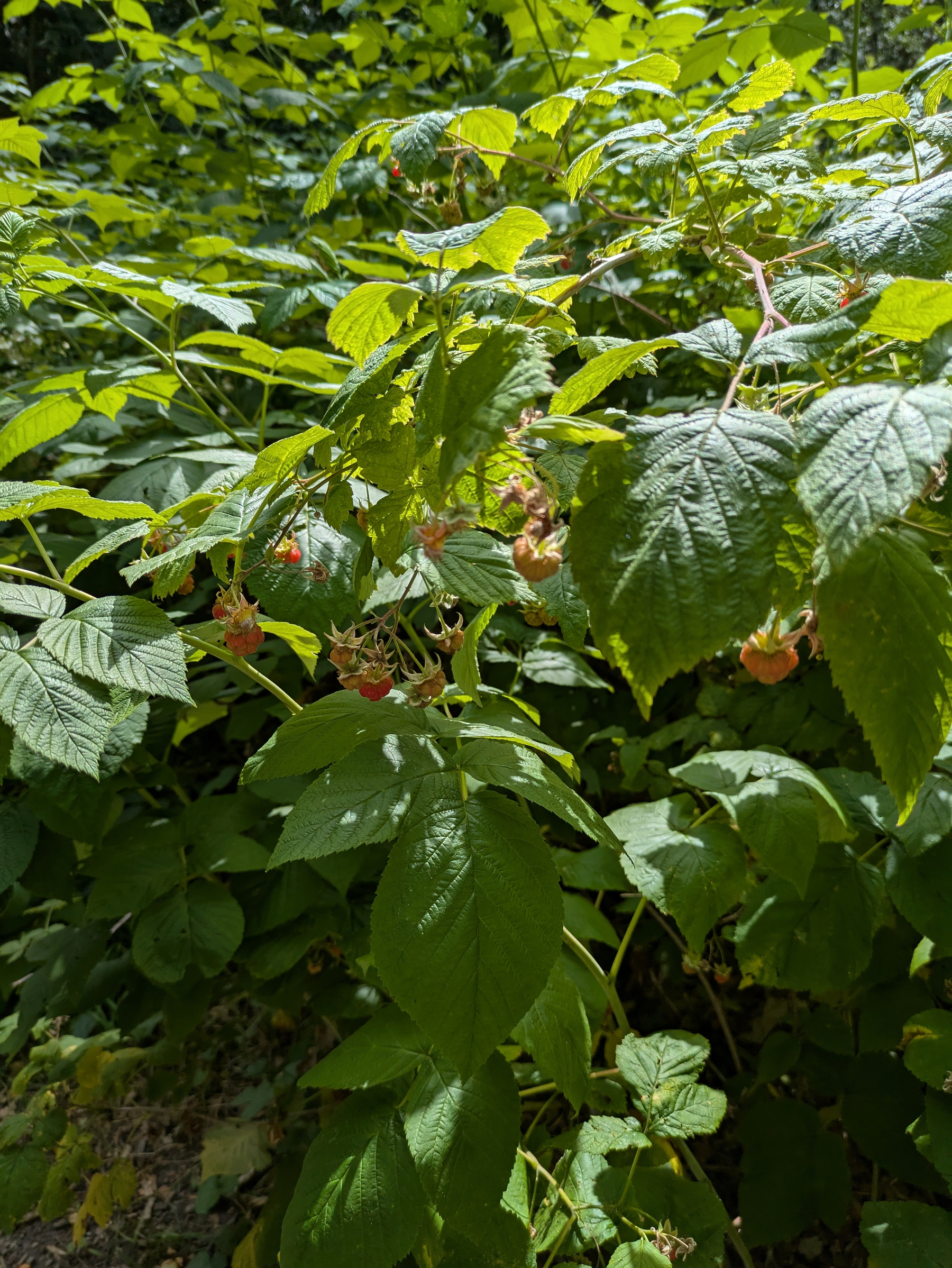 Green leaves with small, unripe red berries can be seen densely growing in a natural outdoor setting.
