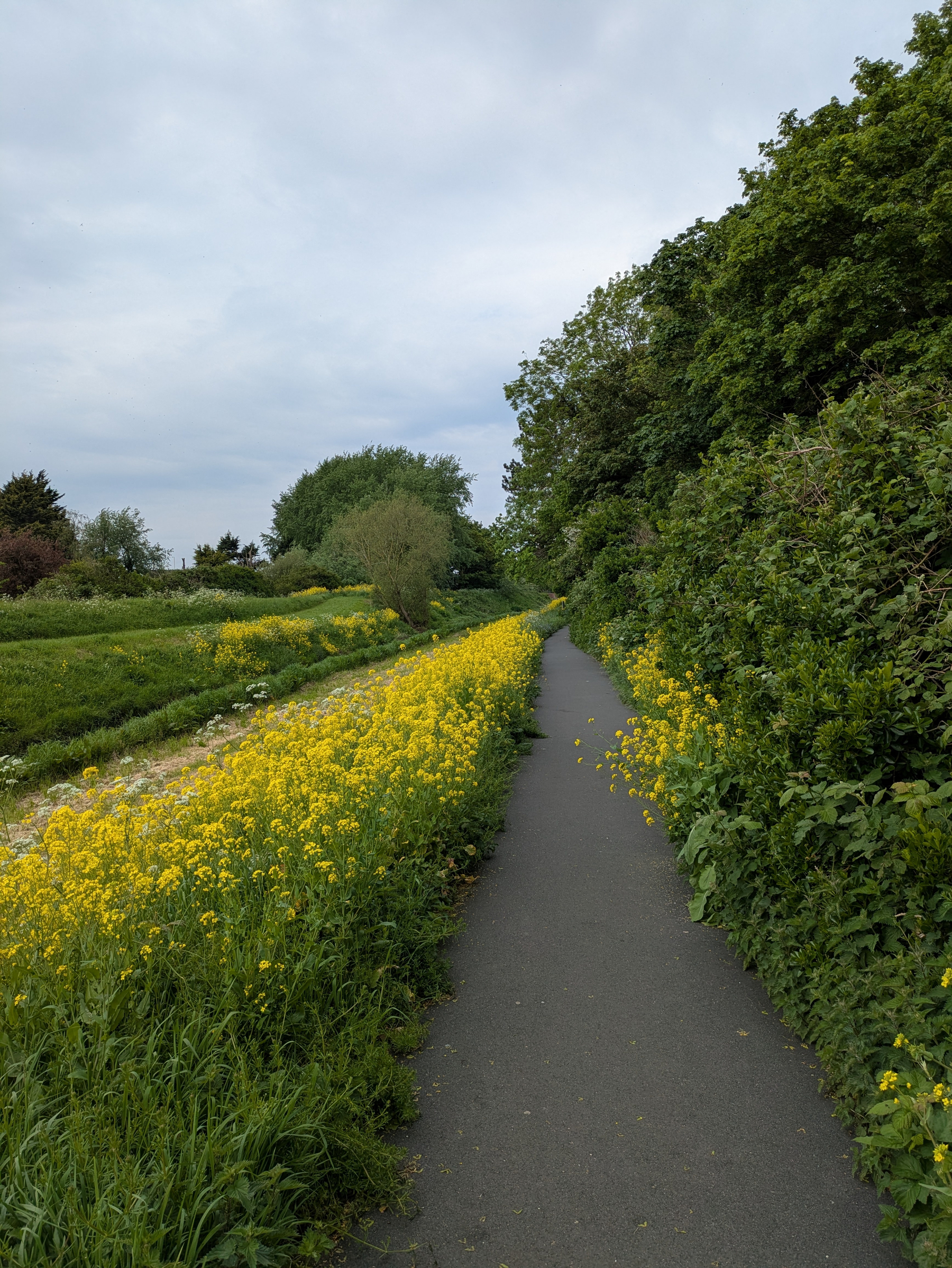 A path is lined with vibrant yellow flowers and bordered by lush green trees and grass.