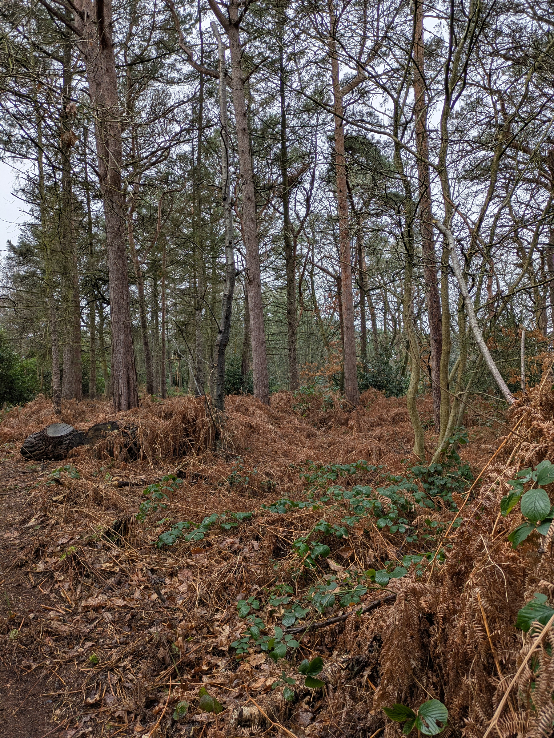 A forested area with tall trees and dense underbrush featuring brown ferns and scattered green plants.