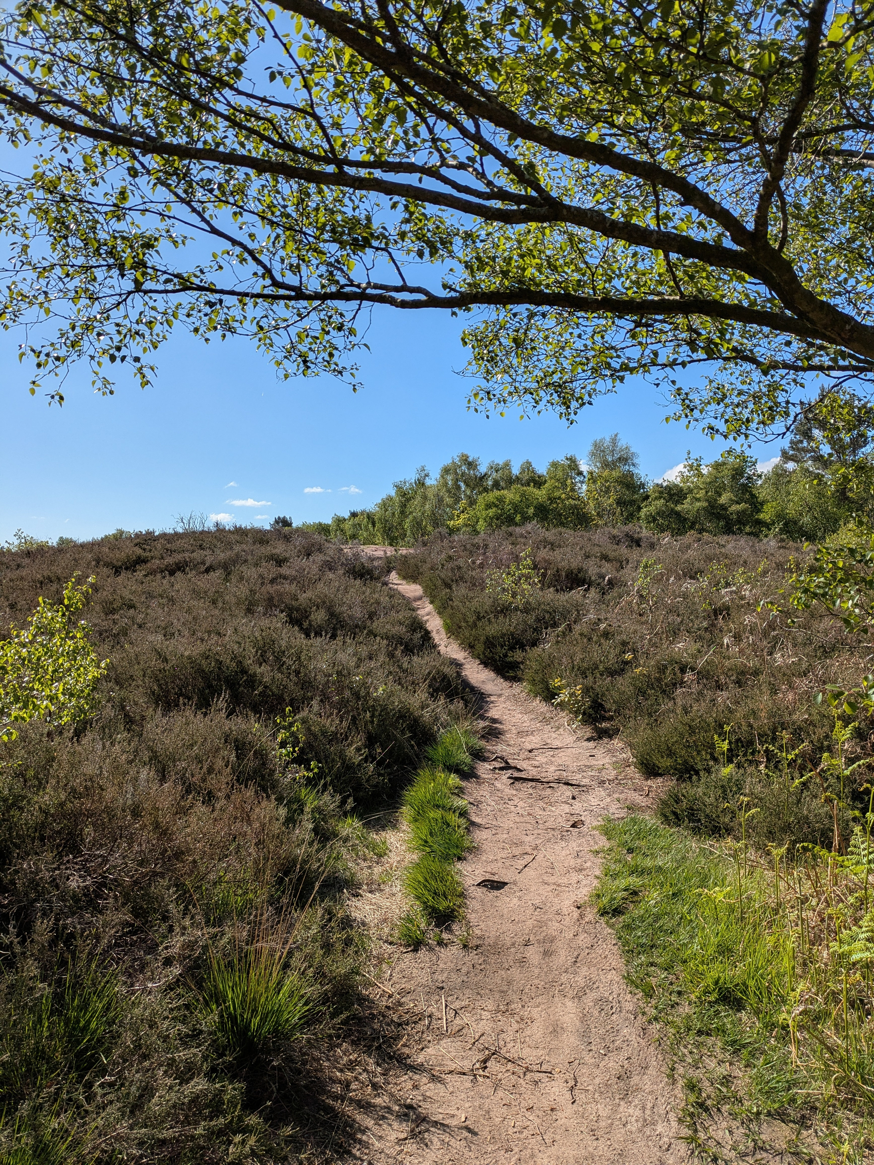 A narrow dirt path winds through a lush, green landscape under a clear blue sky, partially shaded by an overhanging tree branch.