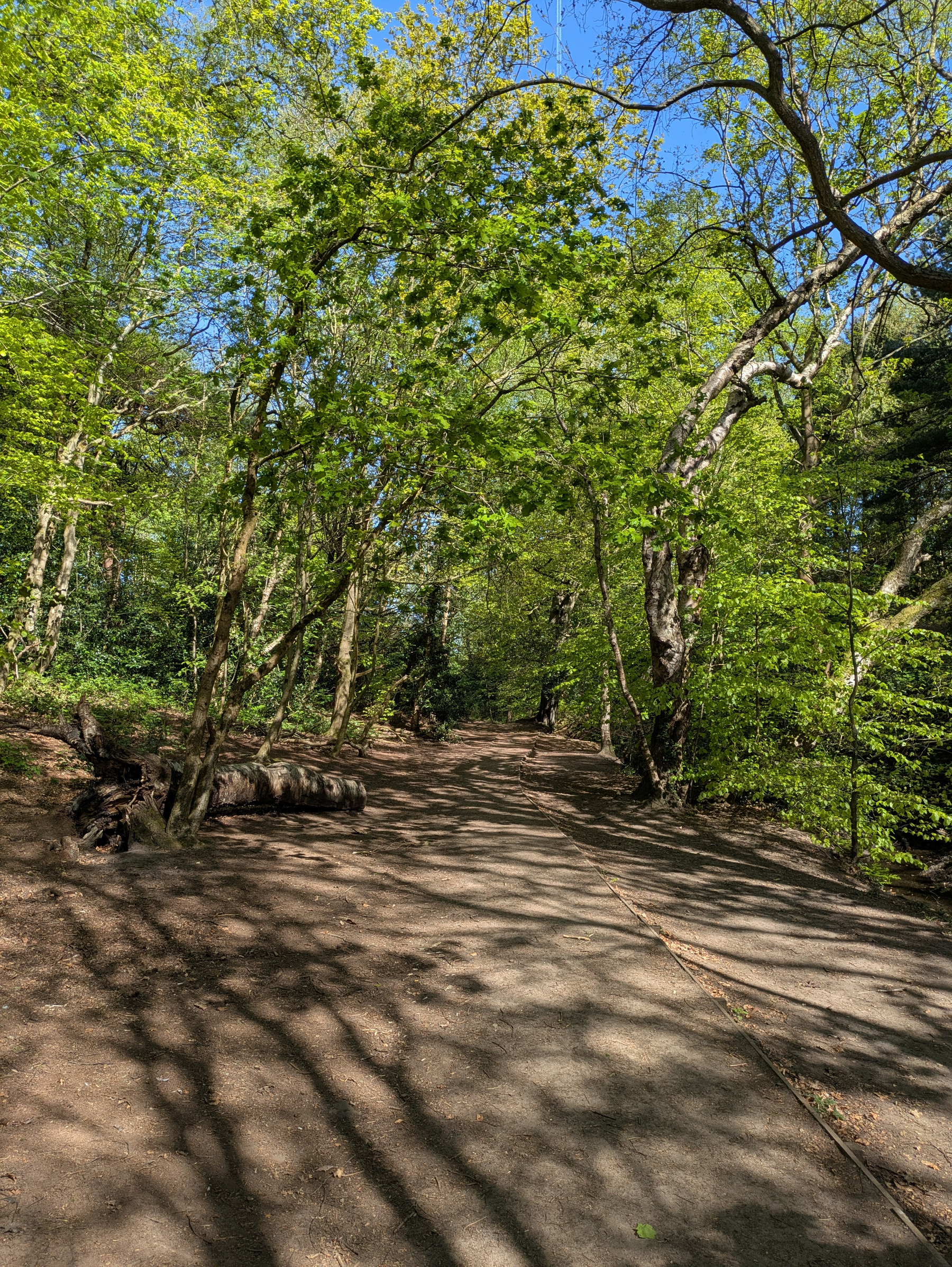 A sunlit forest path is surrounded by lush green trees and dappled shadows.