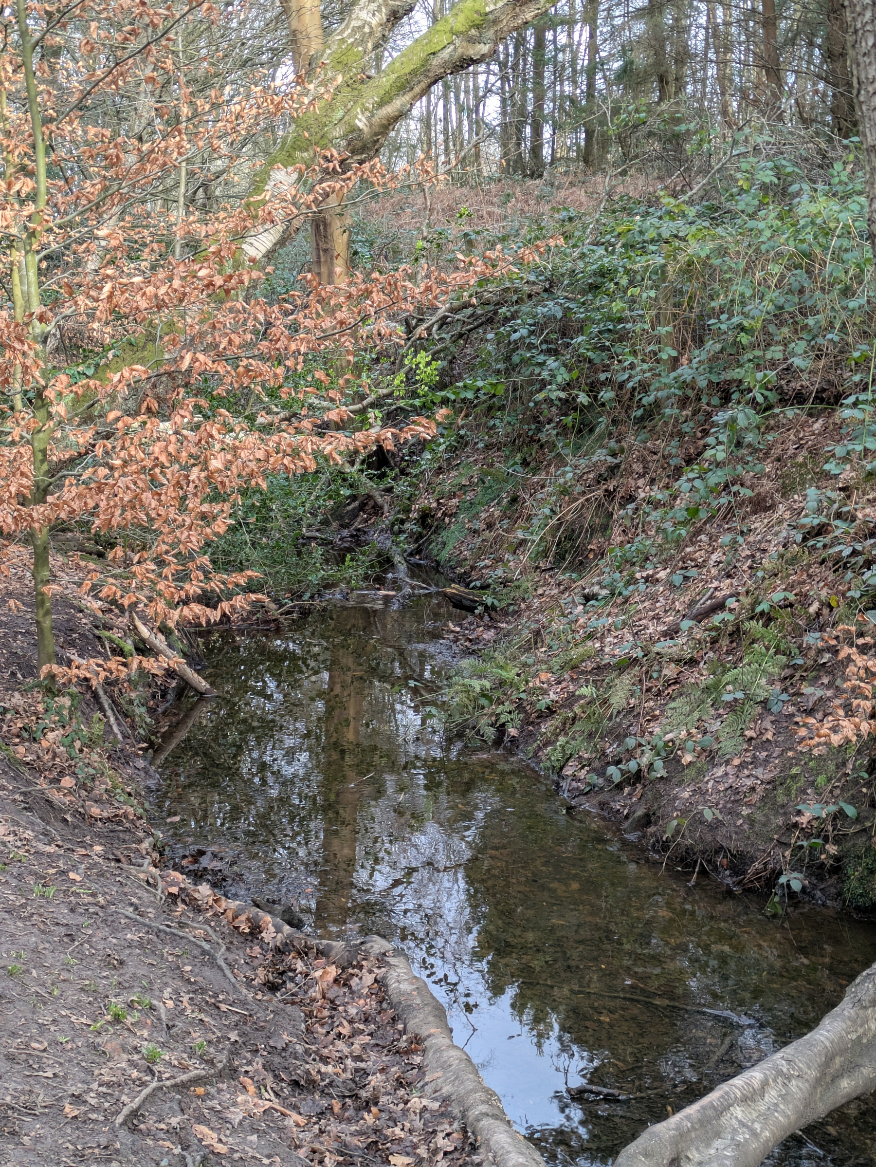 A small, tranquil stream surrounded by trees and foliage winds its way through a forested area.