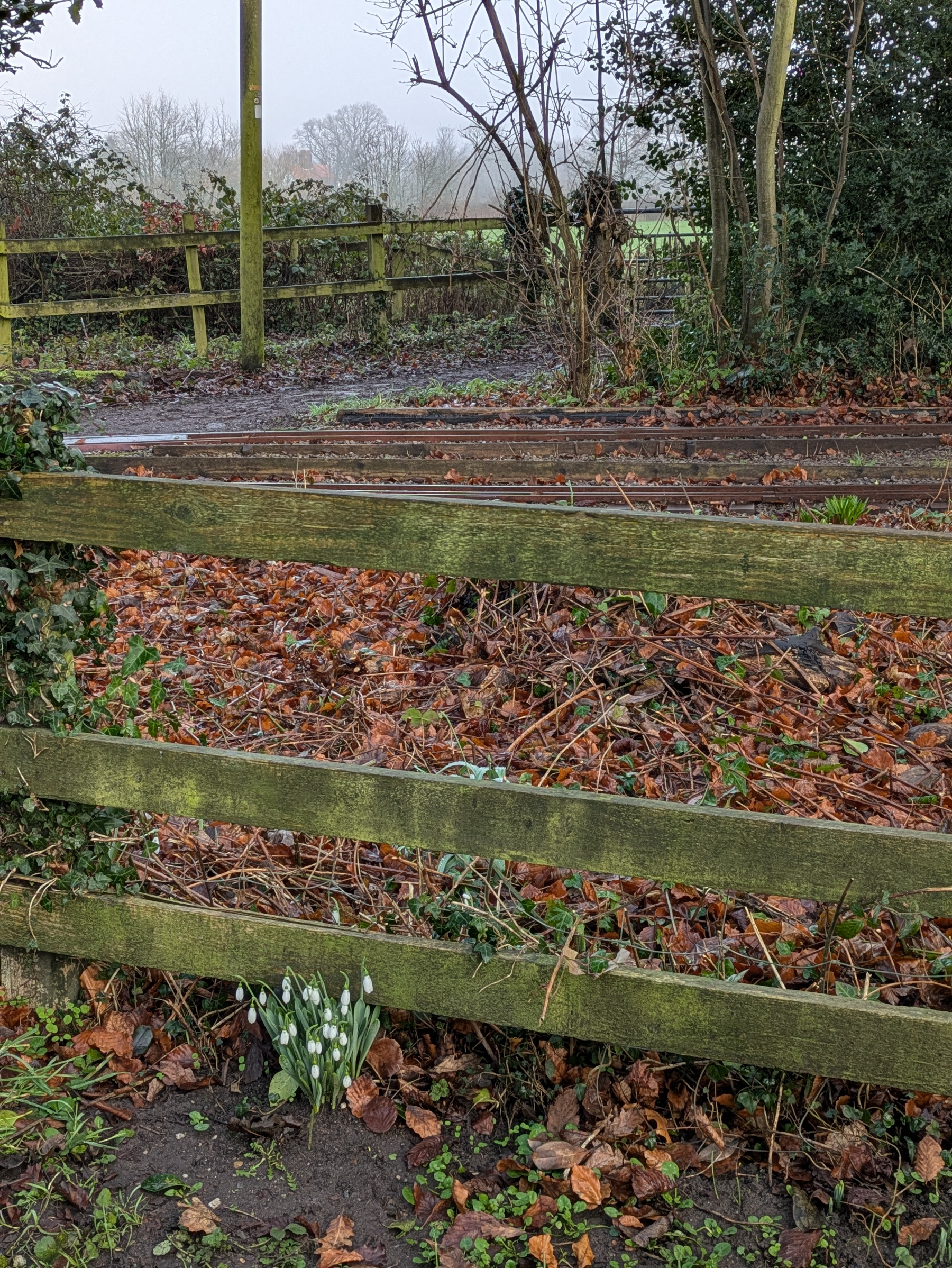Snowdrops are blooming by a wooden fence in a misty, rural setting with scattered leaves.