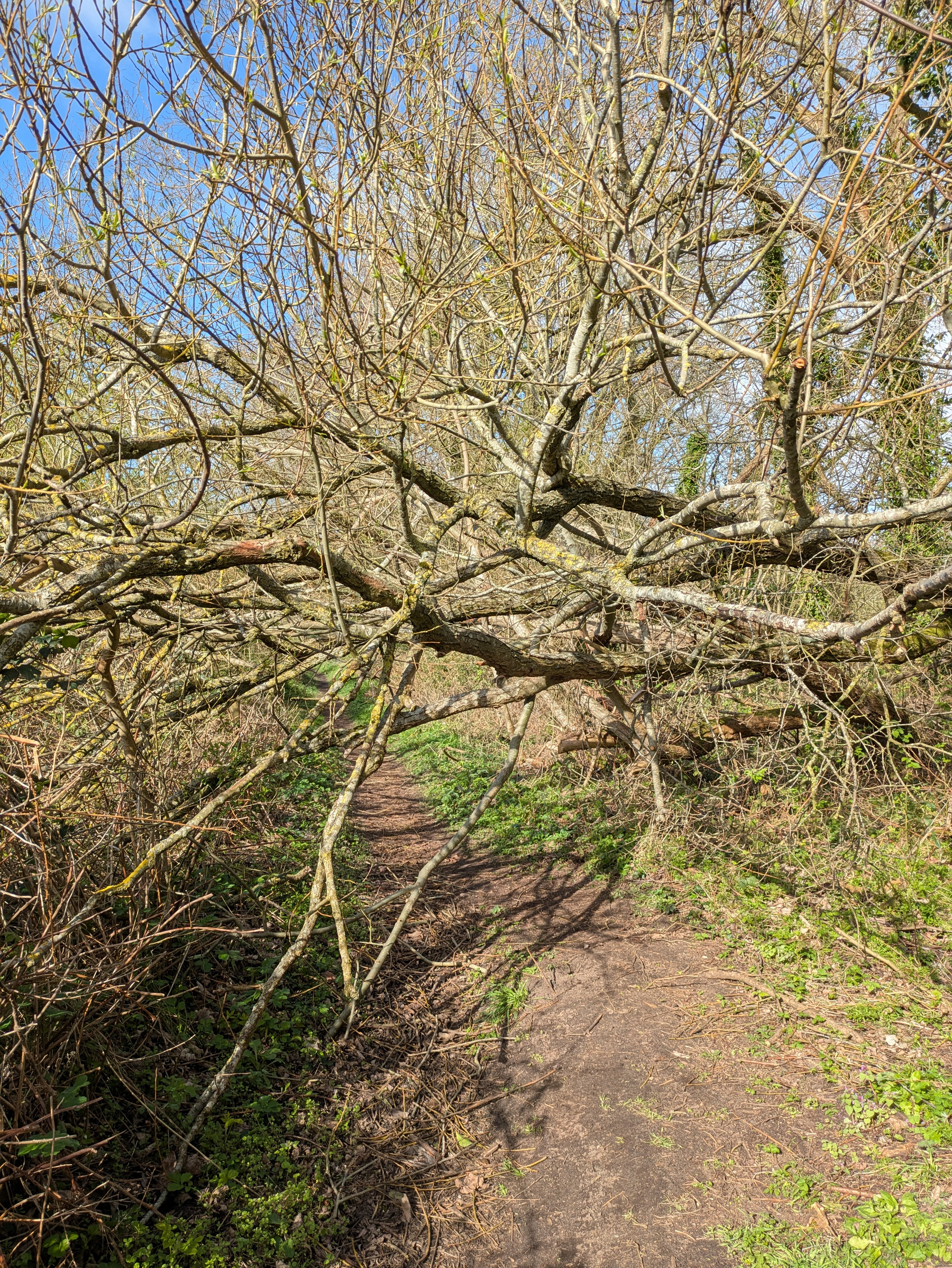 A tree with winding branches extends over and obstructs a dirt path surrounded by greenery.