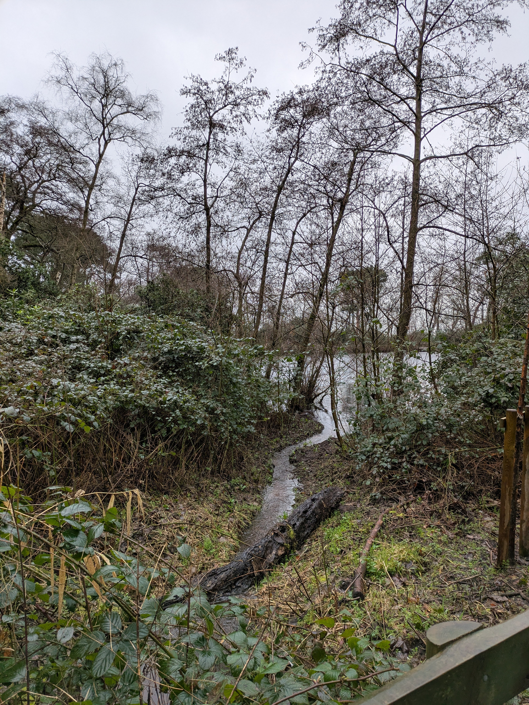 A winding stream runs through a dense area of leafless trees and green underbrush.