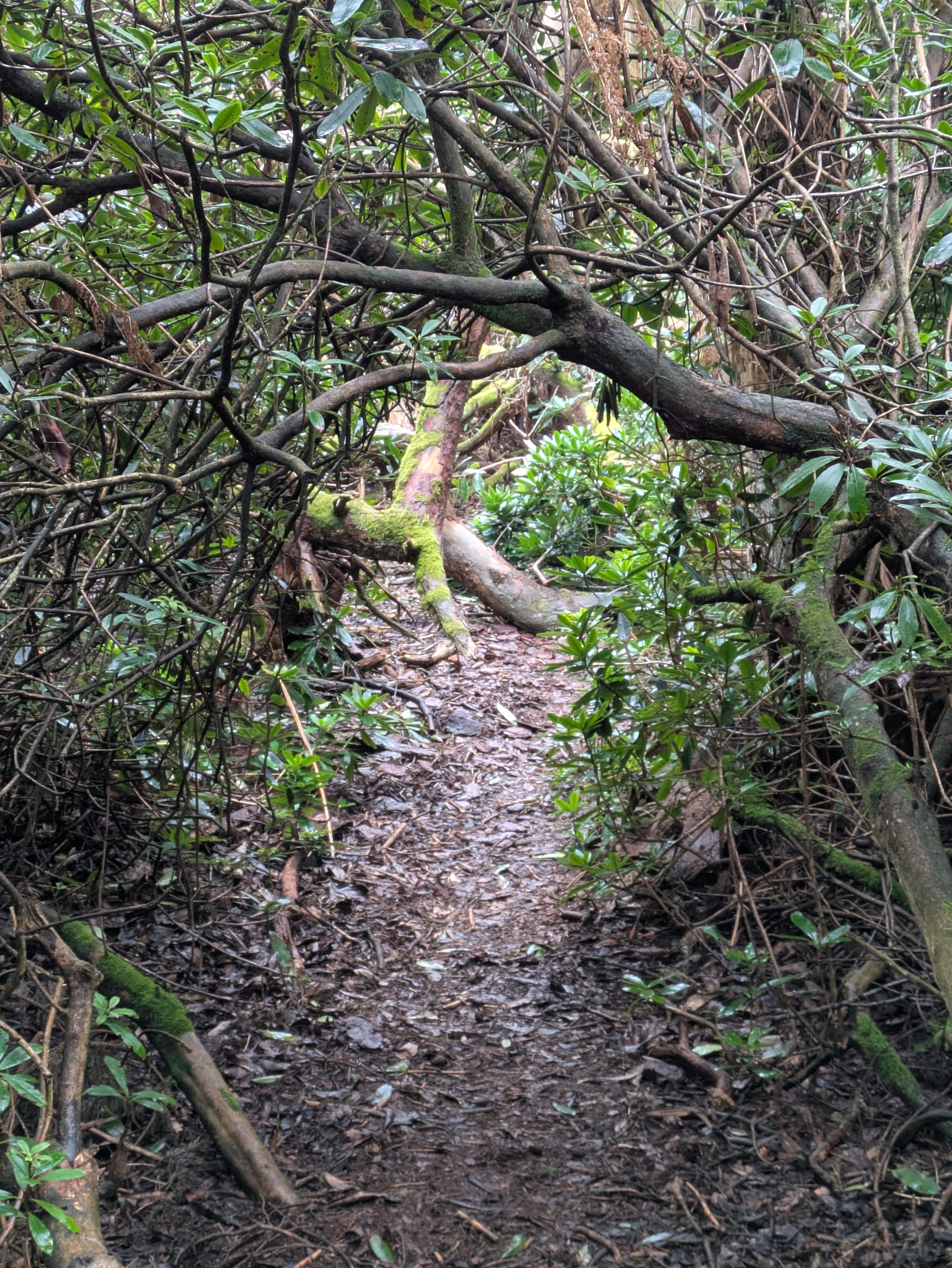 A narrow, earthy path weaves through dense, green foliage and twisted branches in a forested area.