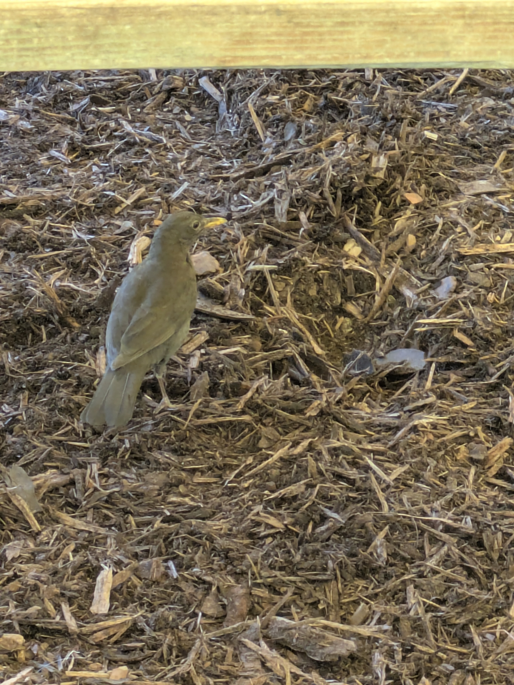 A small bird with a yellow beak is standing on a ground covered with brown mulch under a wooden plank.