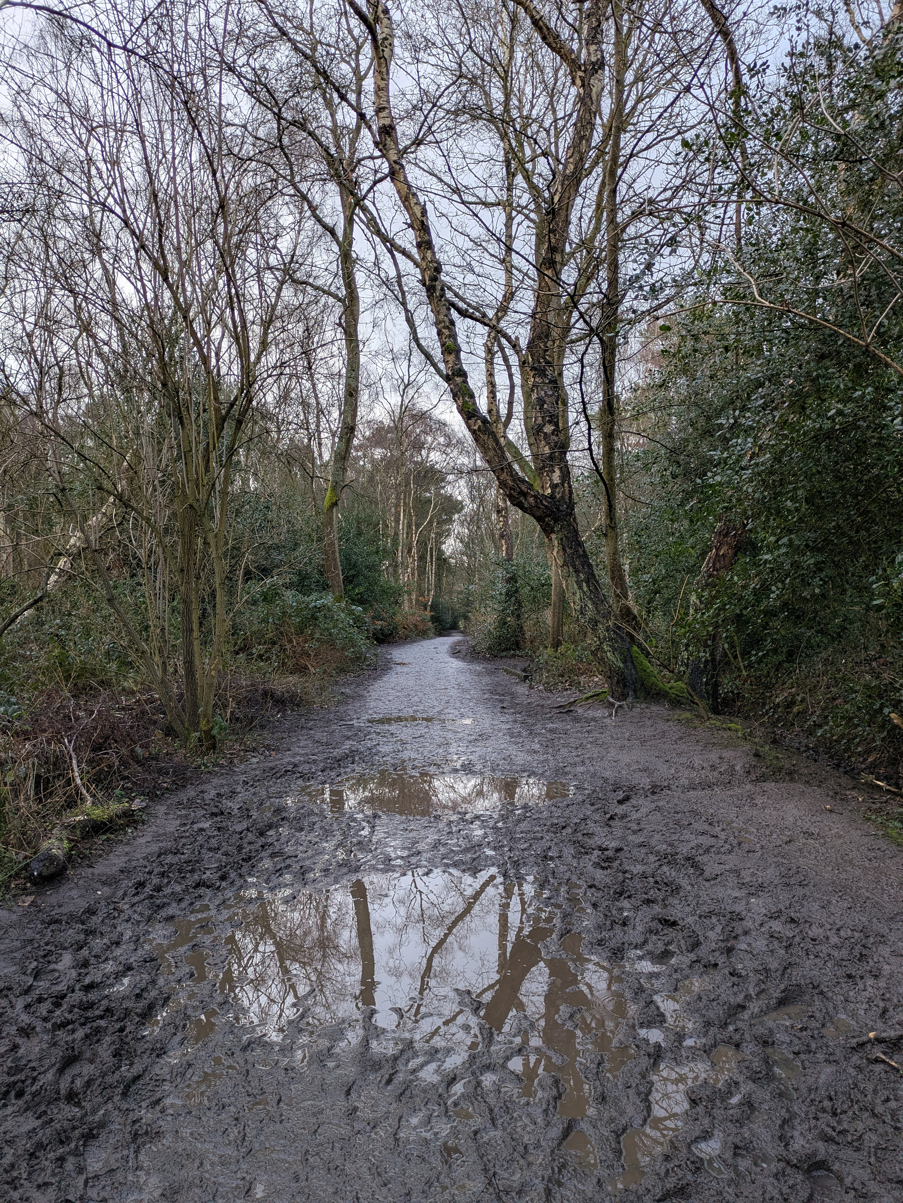 A muddy forest path lined with bare trees reflects the sky in large puddles.