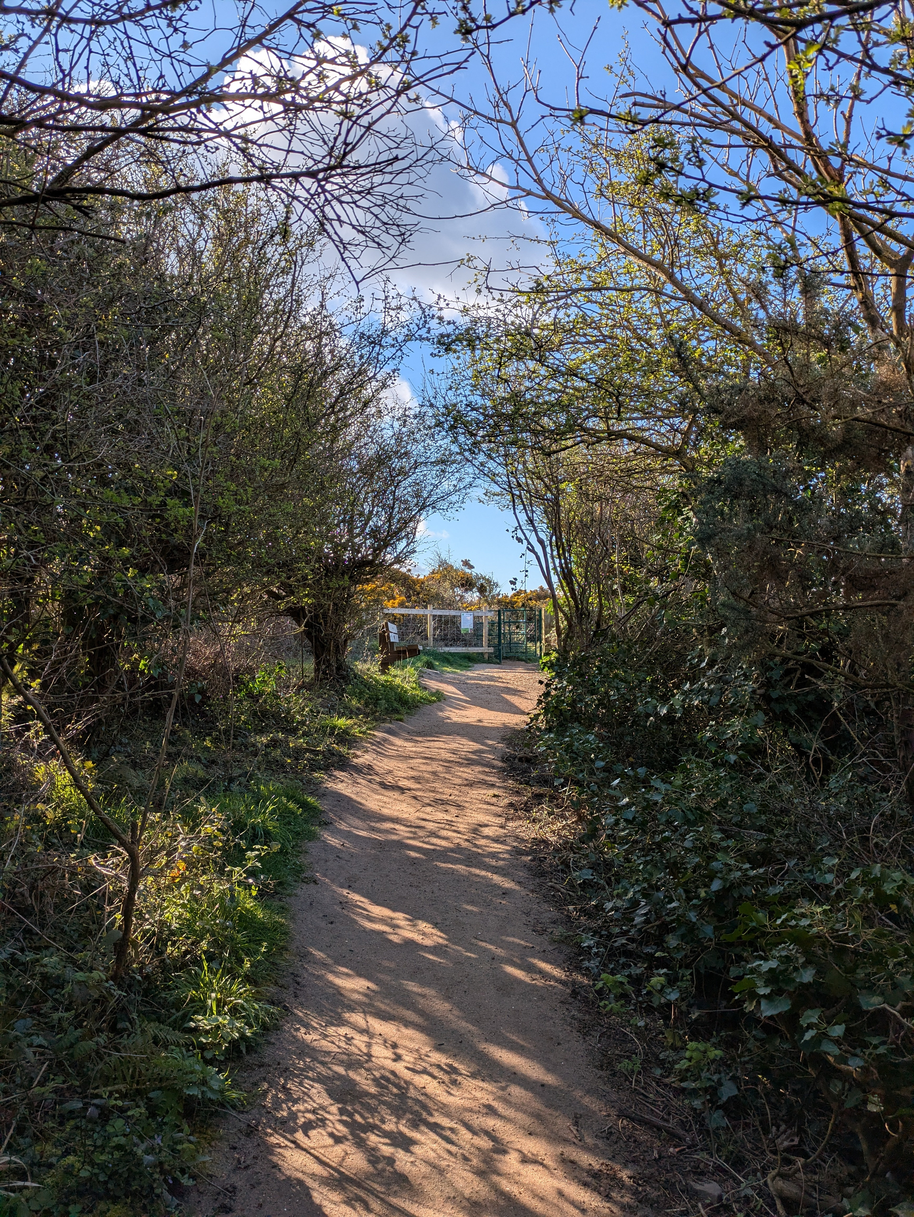 A dirt path framed by lush, green foliage leads to a white fence under a vibrant blue sky.